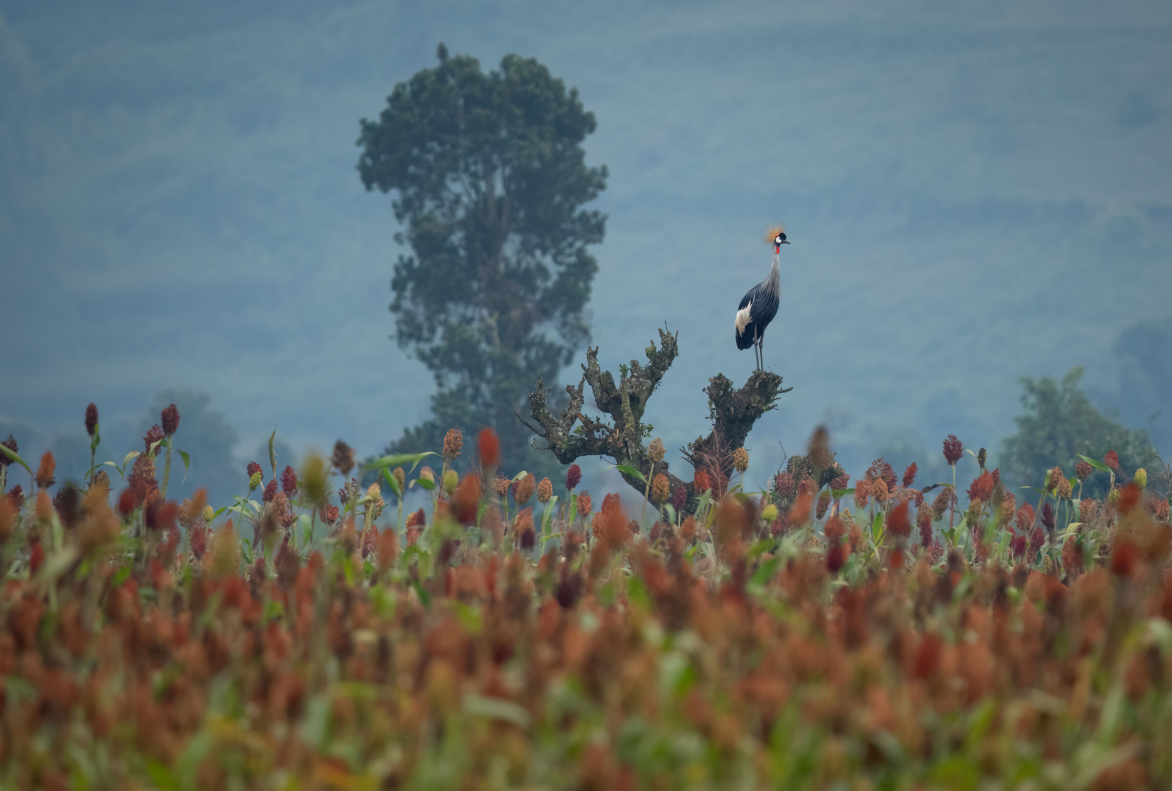 The lookout on the sorghum field
