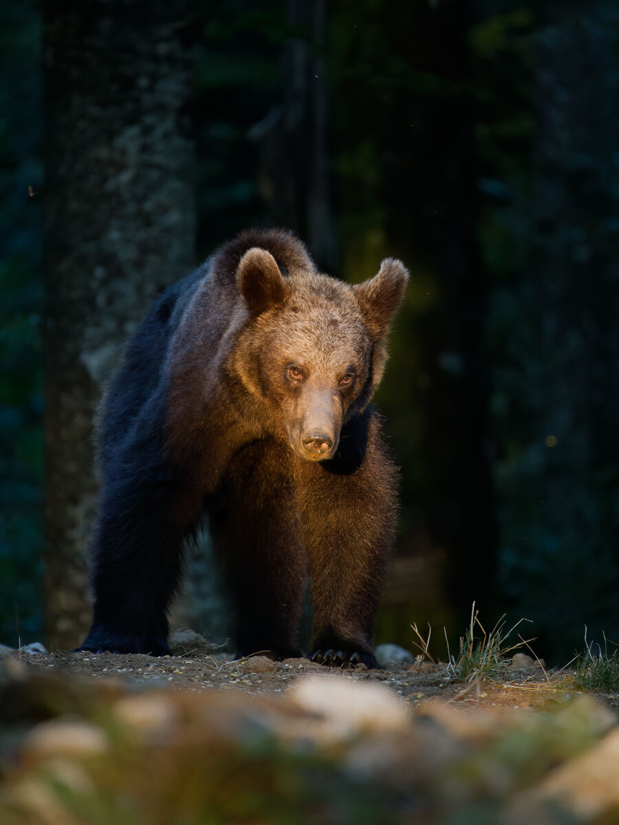 Brown bear