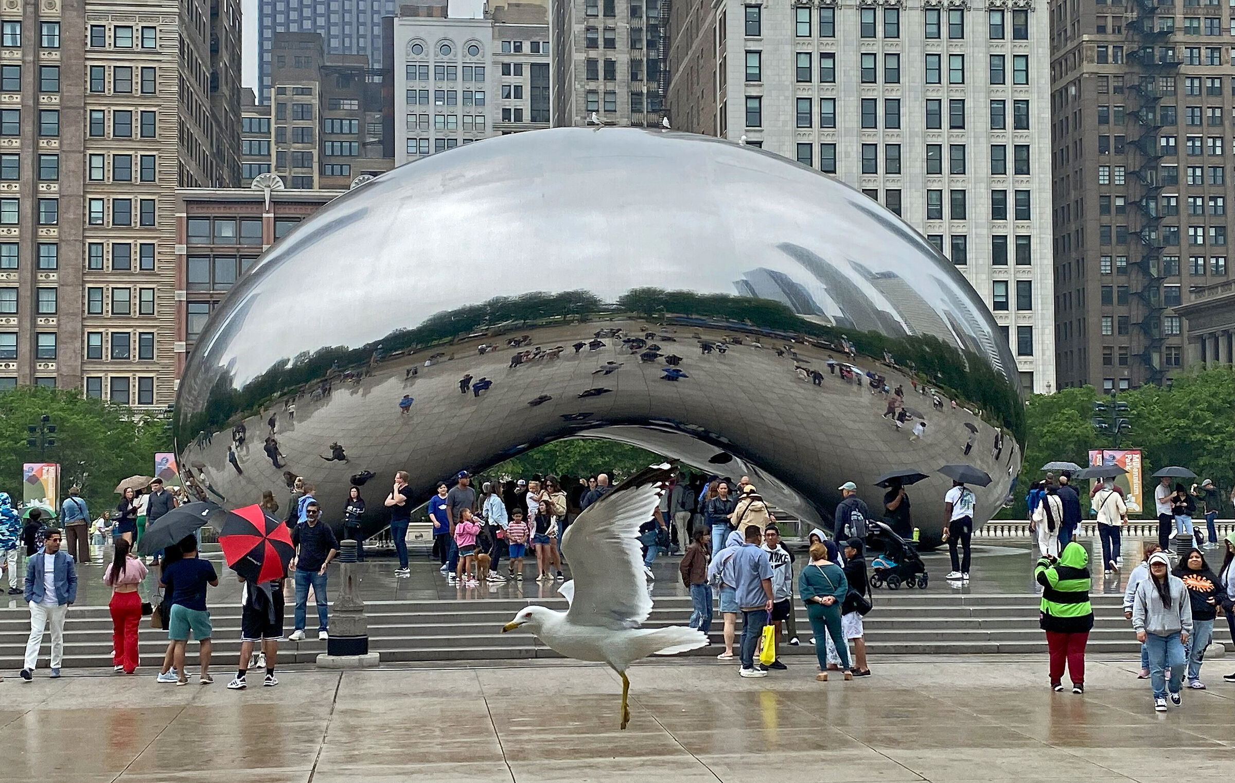 Bean and seagull