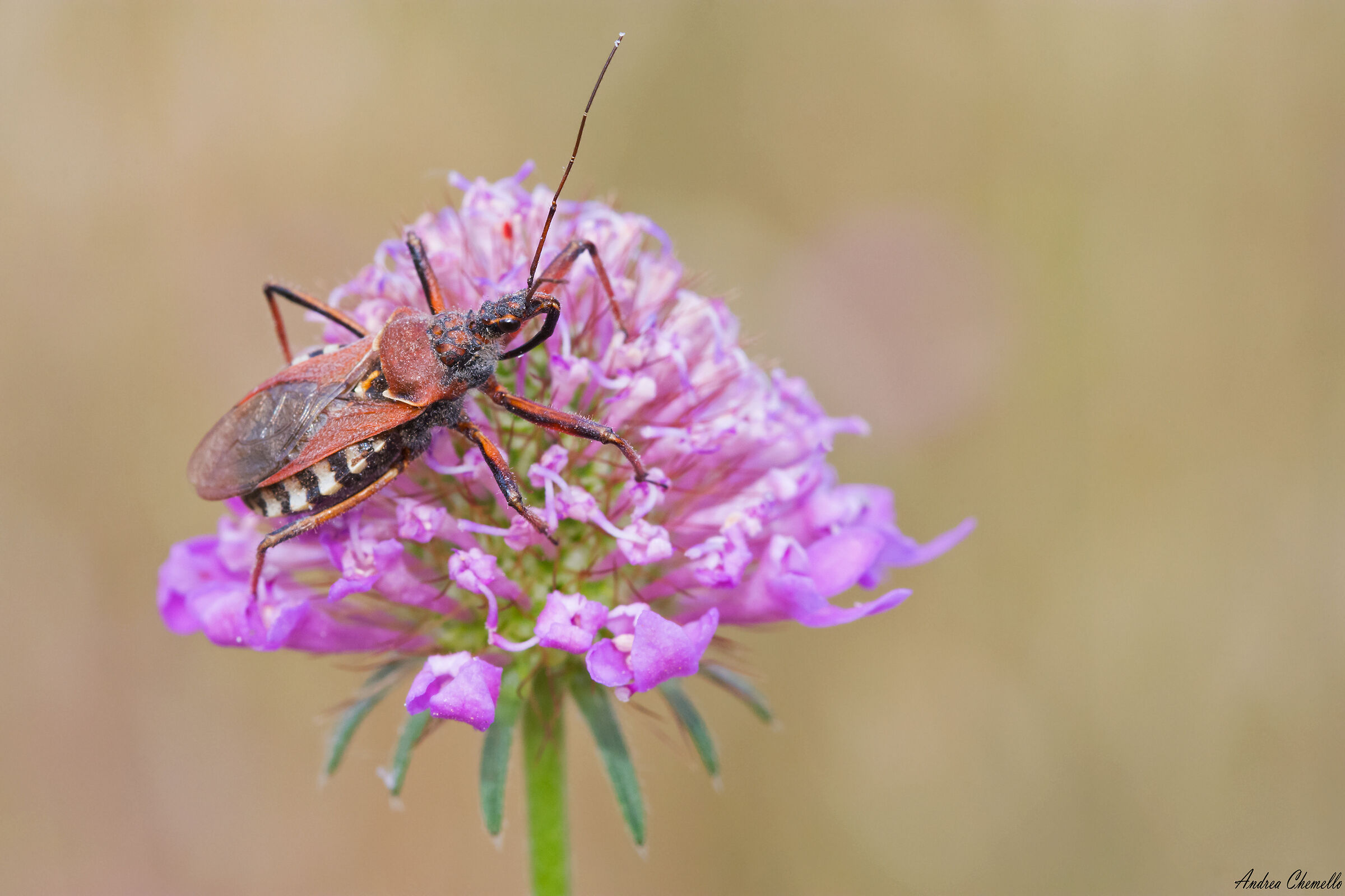 Rhynocoris erythropus