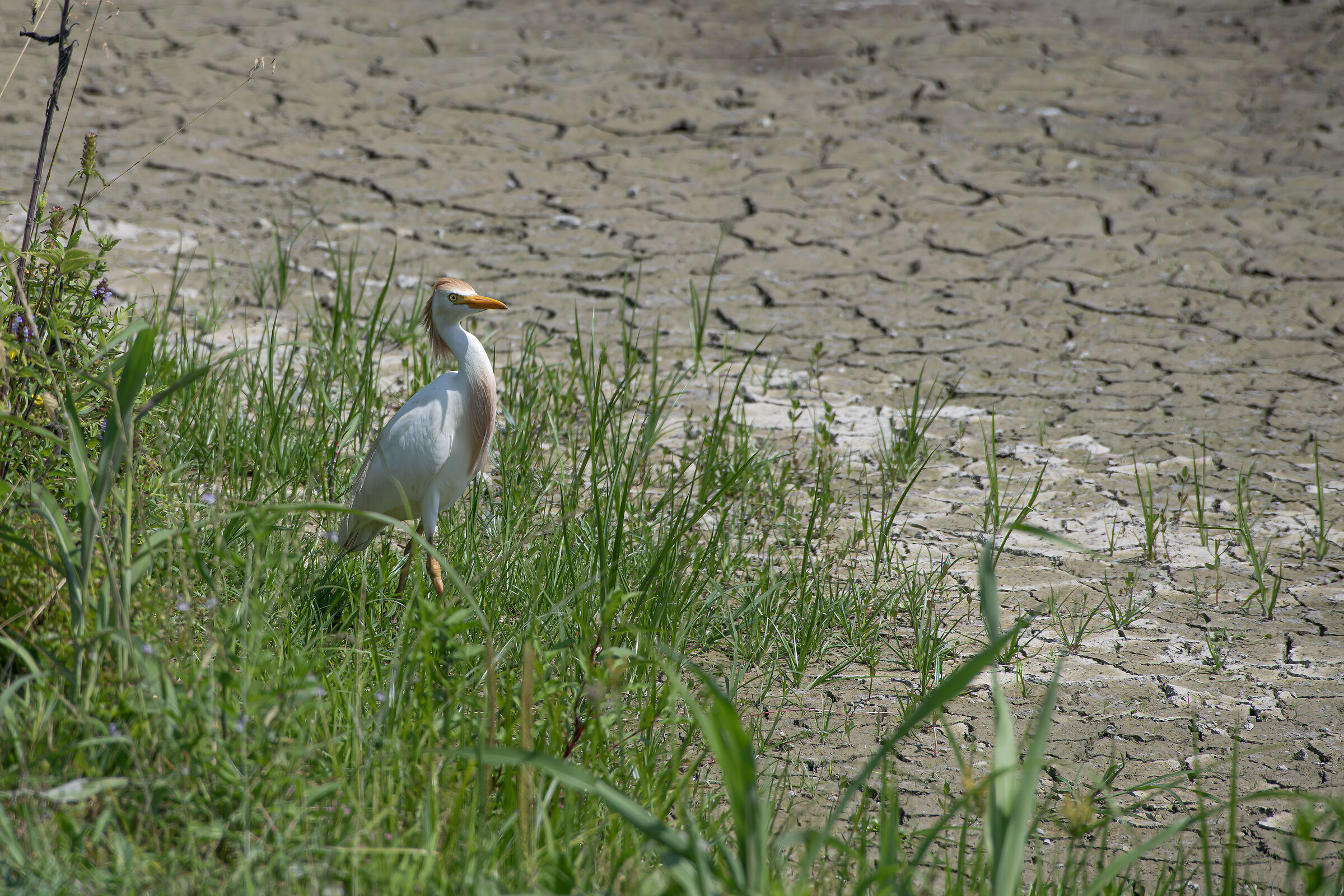 Cattle egret