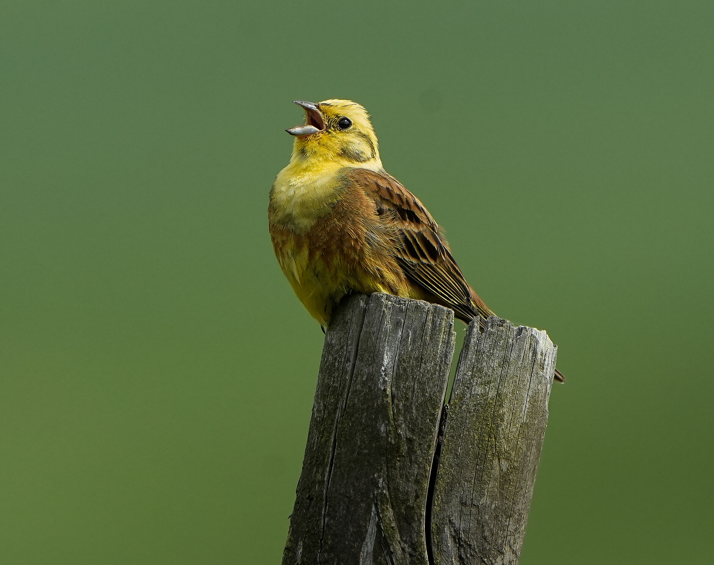 Canto del zigolo giallo