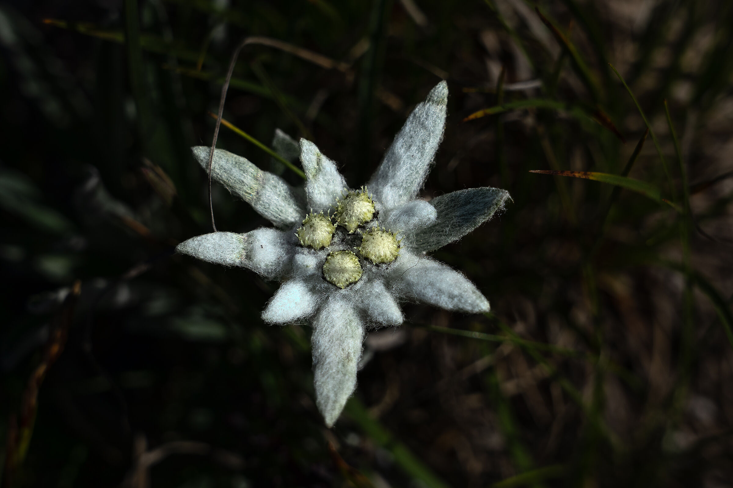 First edelweiss blooms