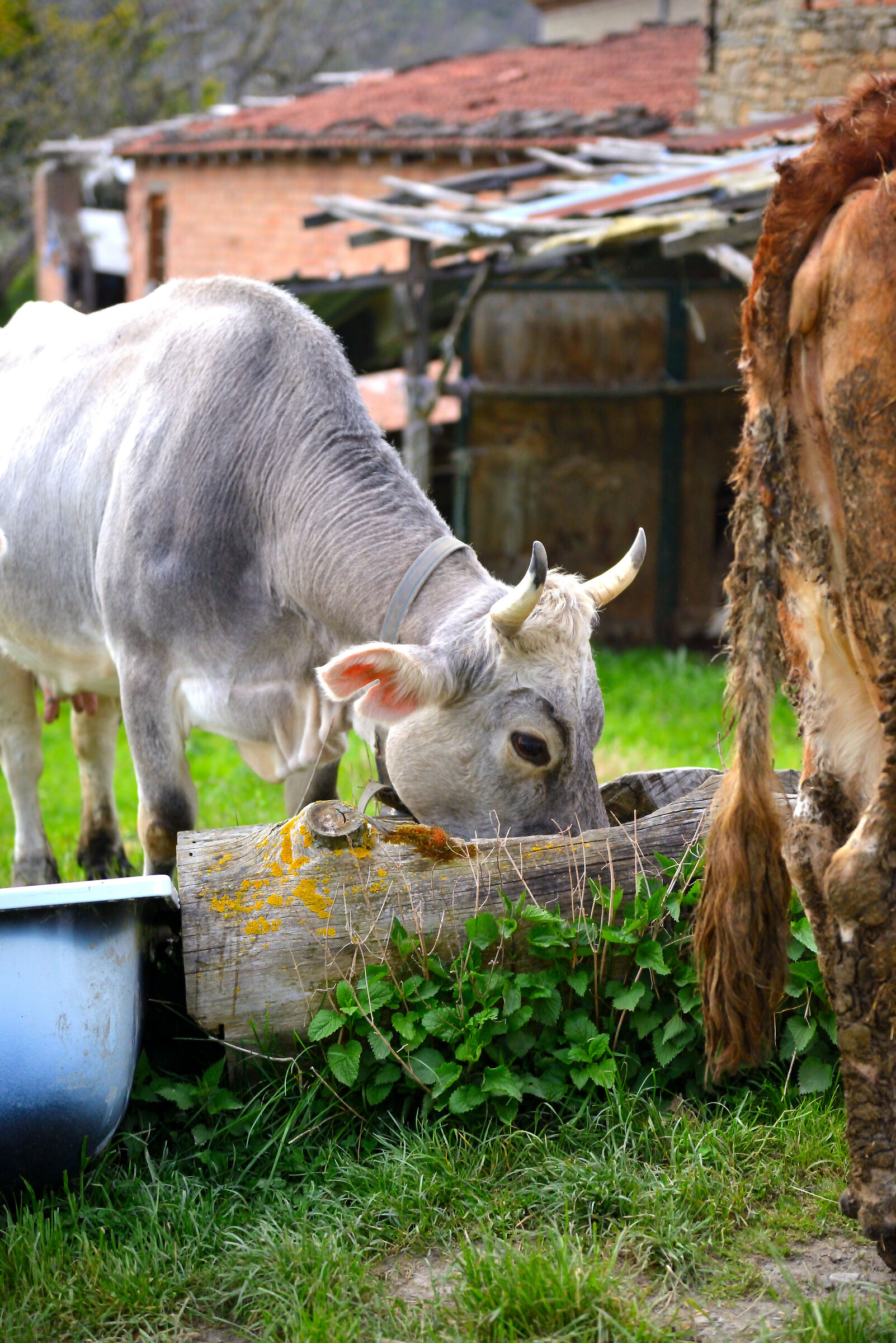 Grazing