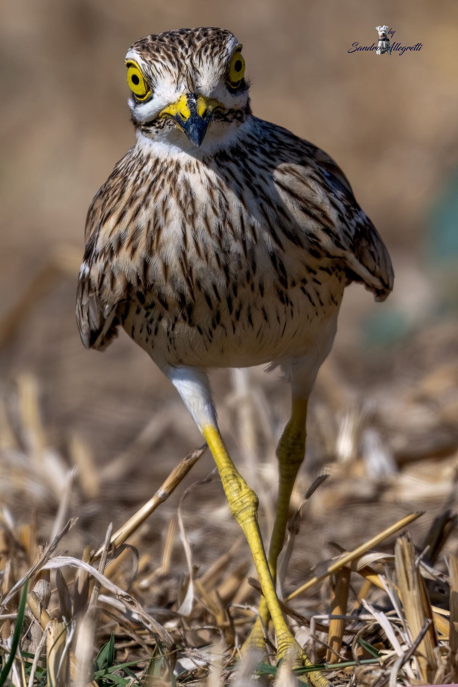 Posso dare un'occhiata? (Burhinus oedicnemus)