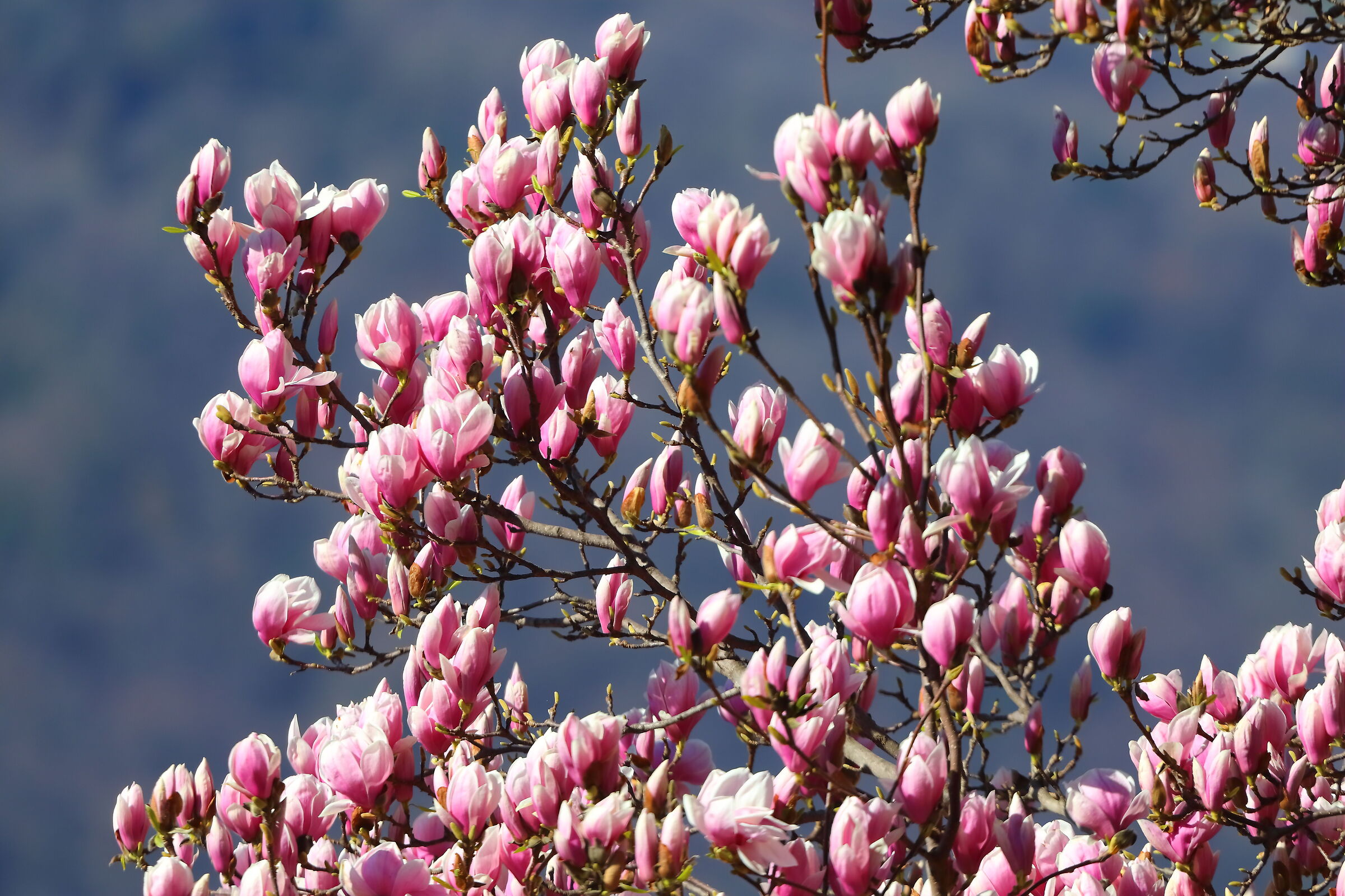 Magnolia 17 marzo 2025 - 0131