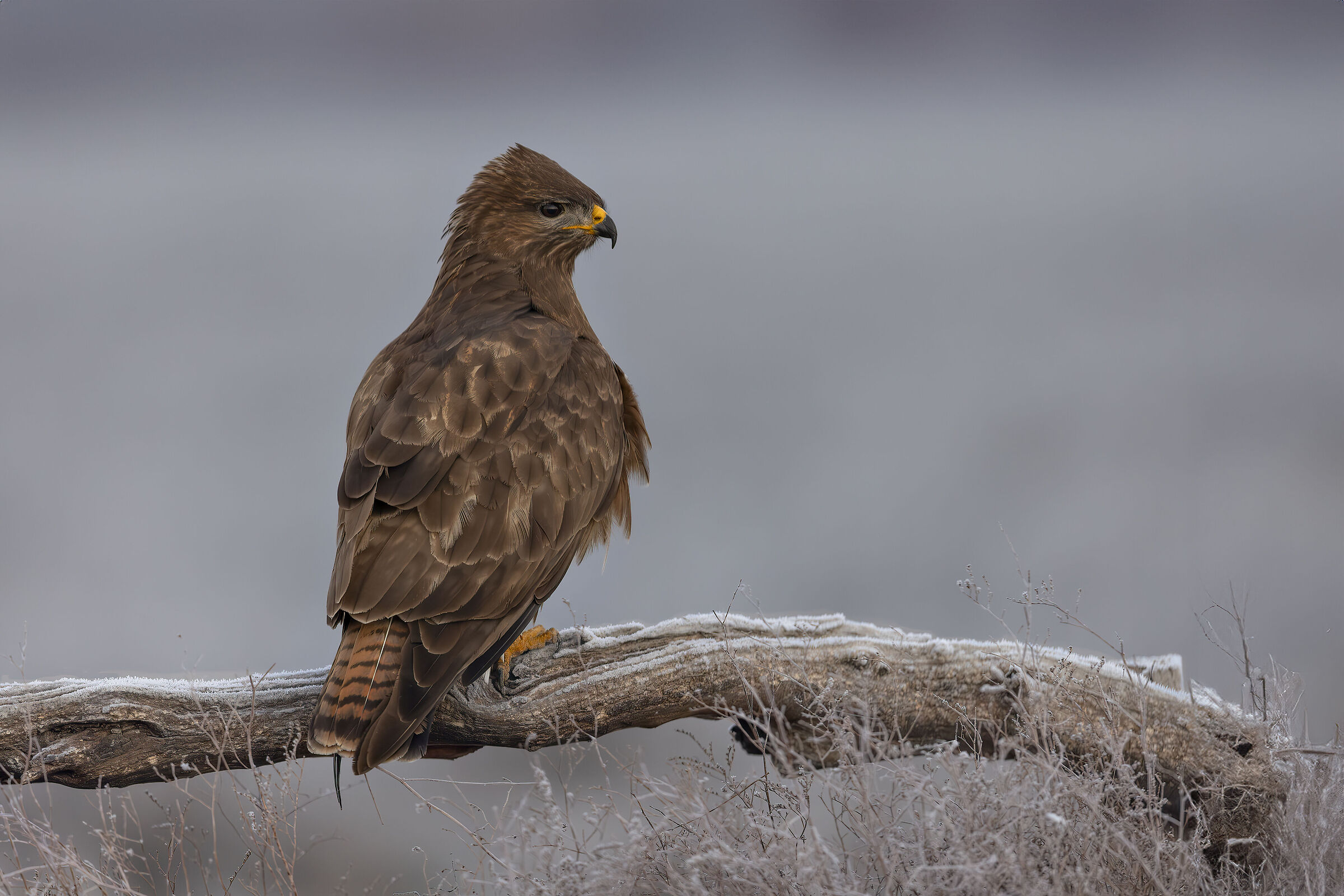 Buzzard in the ice