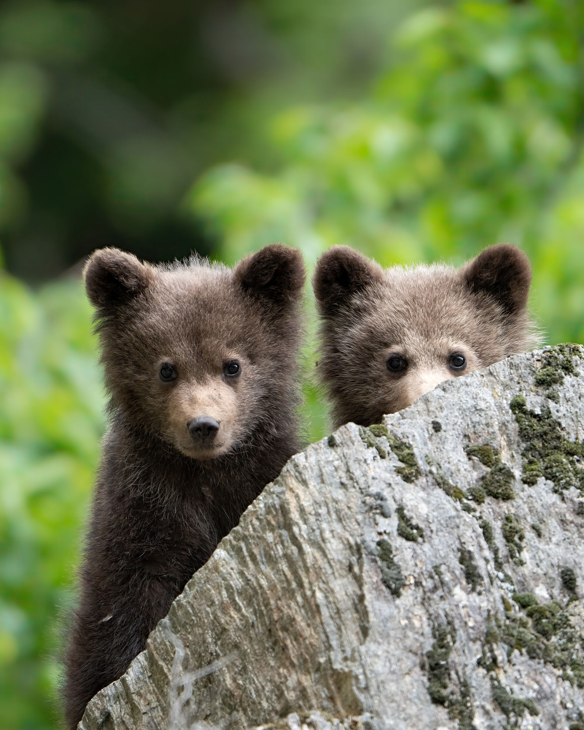 Curious bear cubs