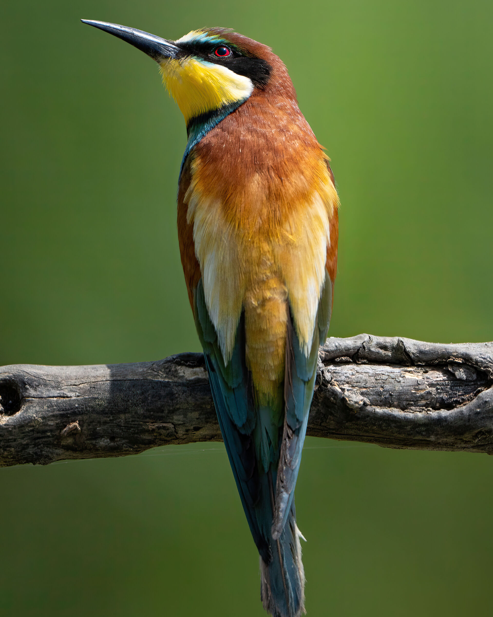 Bee-eater waiting for prey