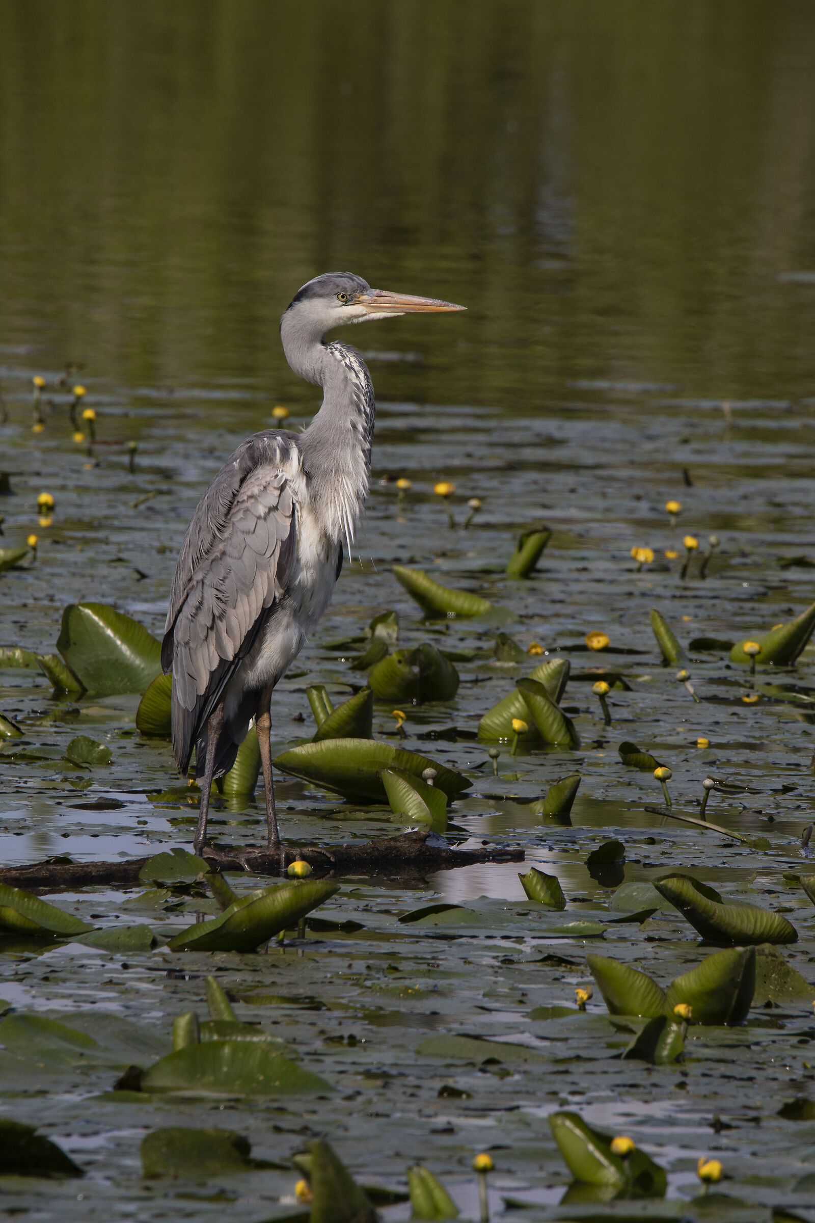 Grey heron