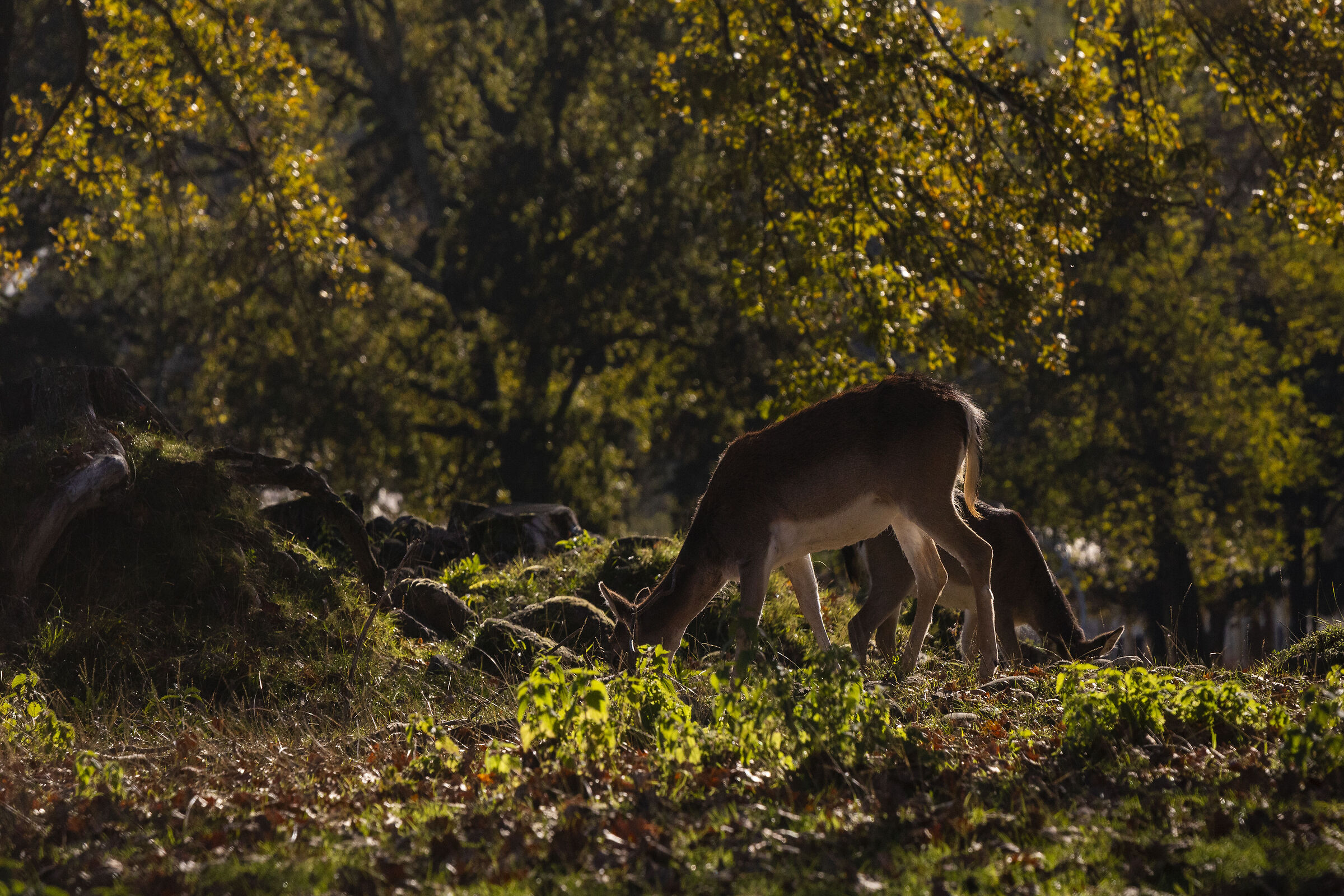 Fallow deer grazing