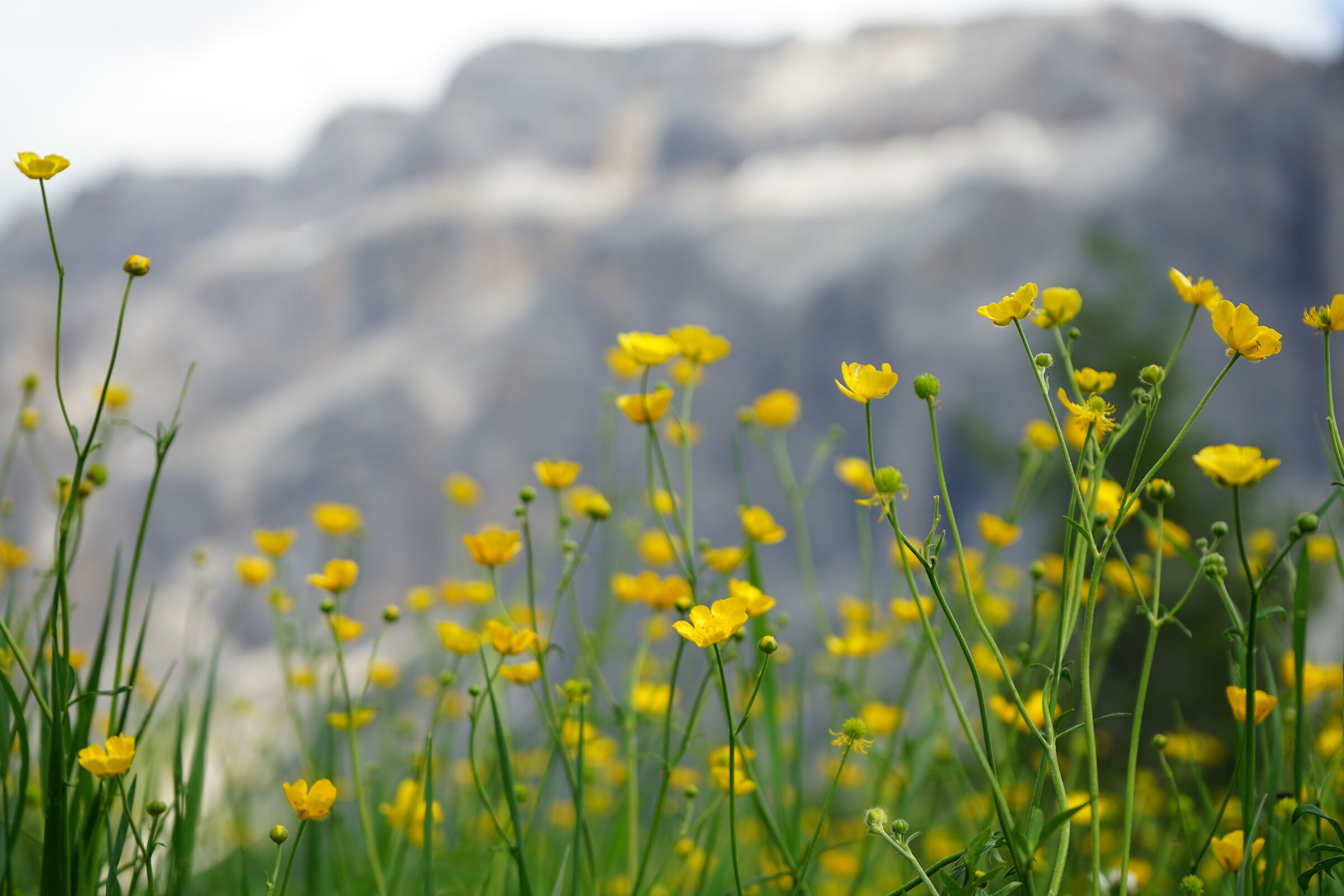 Dolomites in bloom