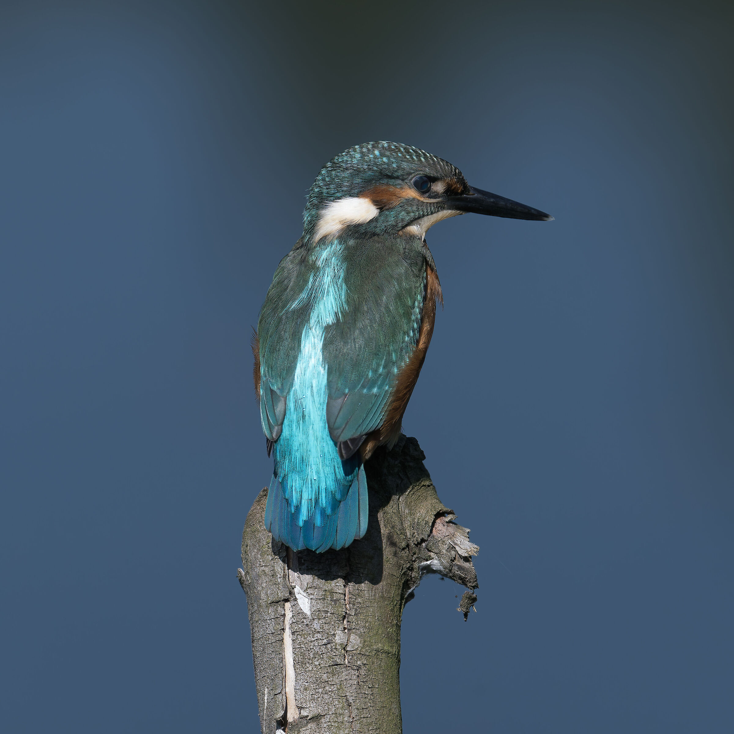 Martin Pescatore - Kingfisher