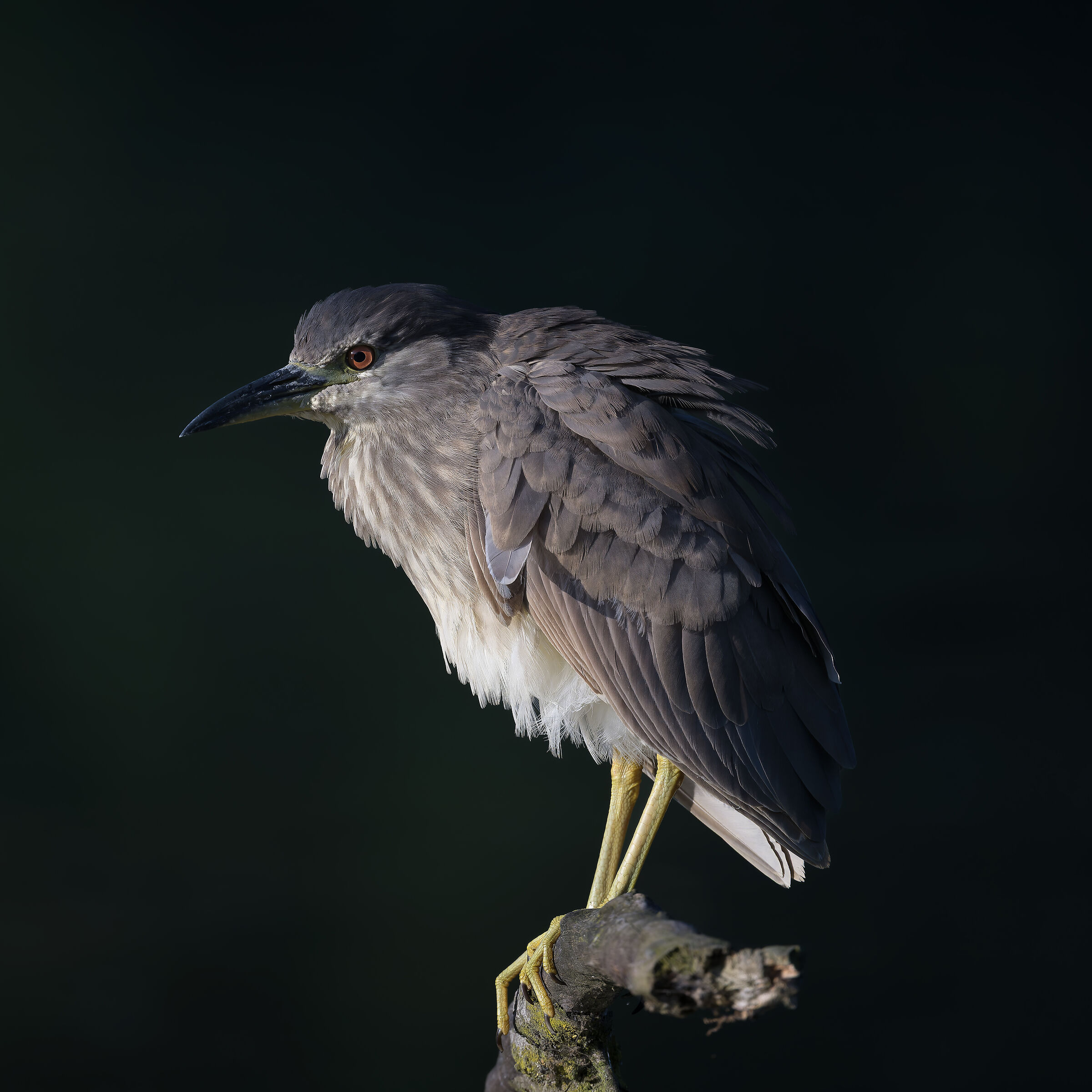 Night Heron - Valle Pesio - Piedmont