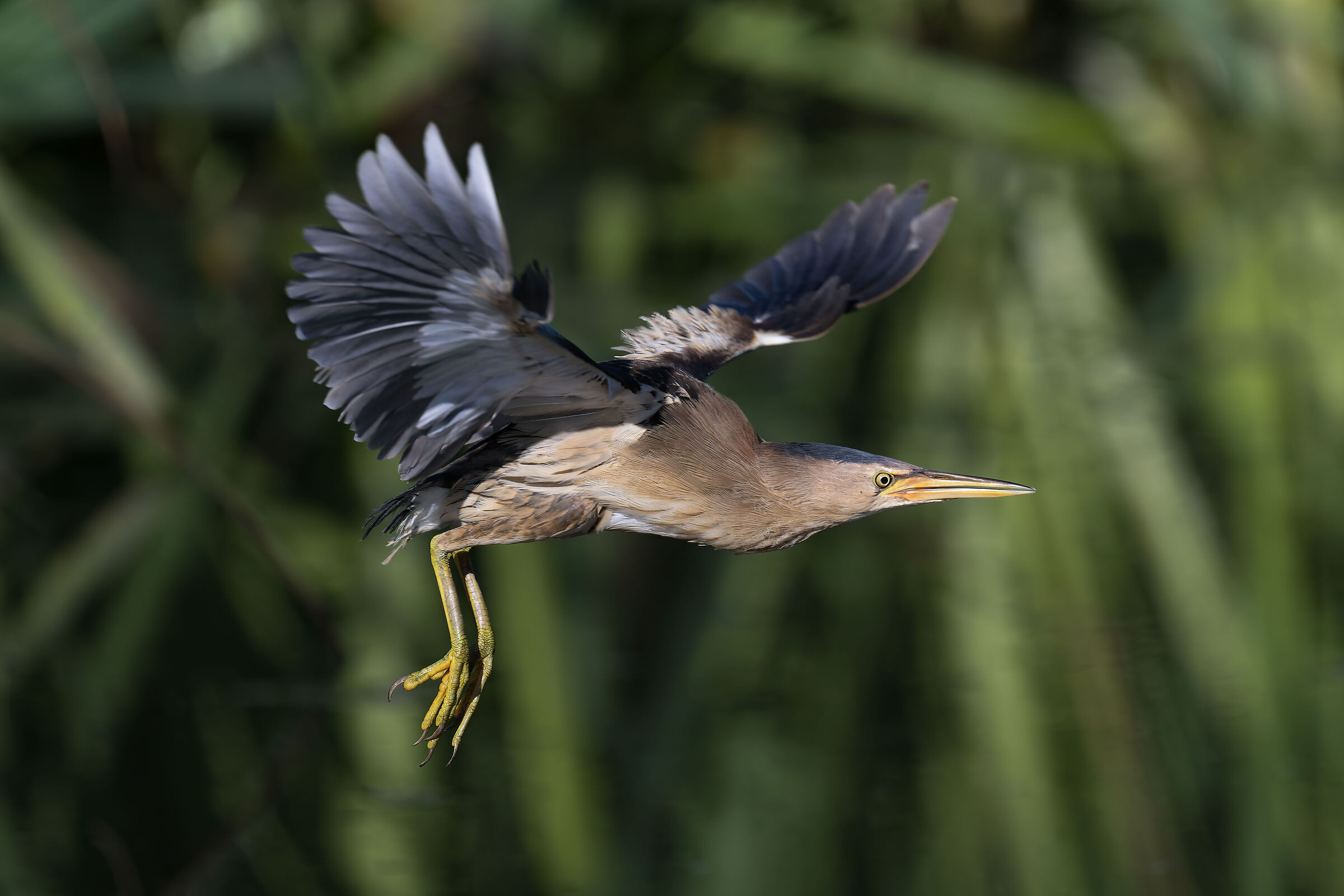 Little Bittern - Pesio Valley - Piedmont