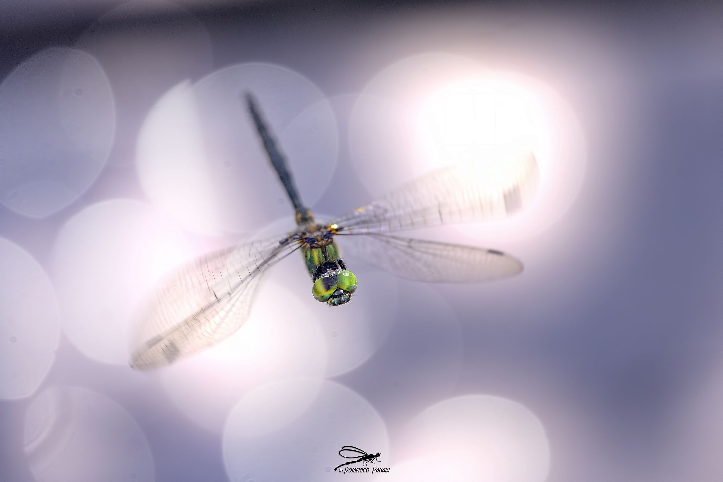 Somatochlora flavomaculata