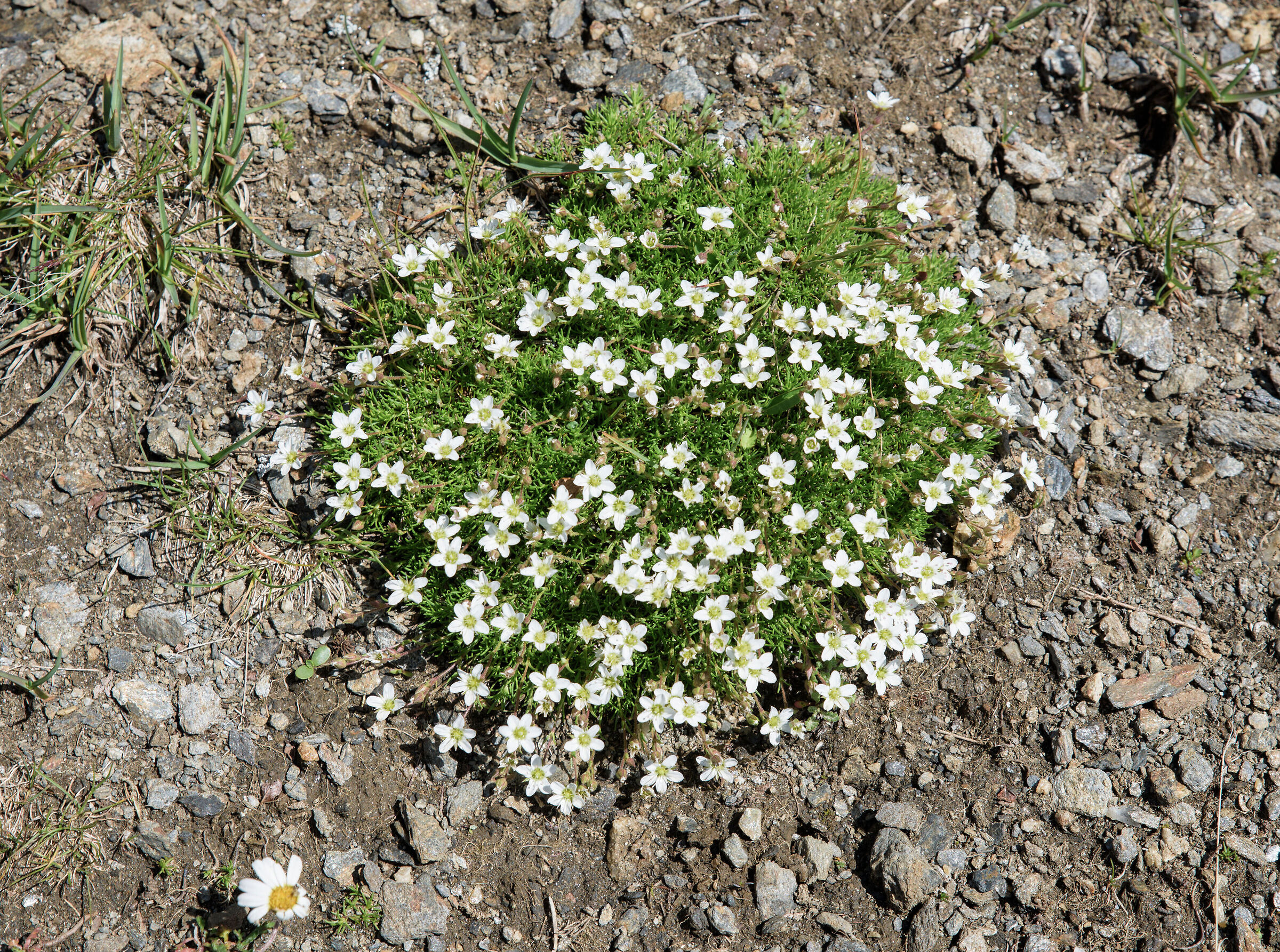 Alta Val Formazza-Riale-Corno Brunni 2862m