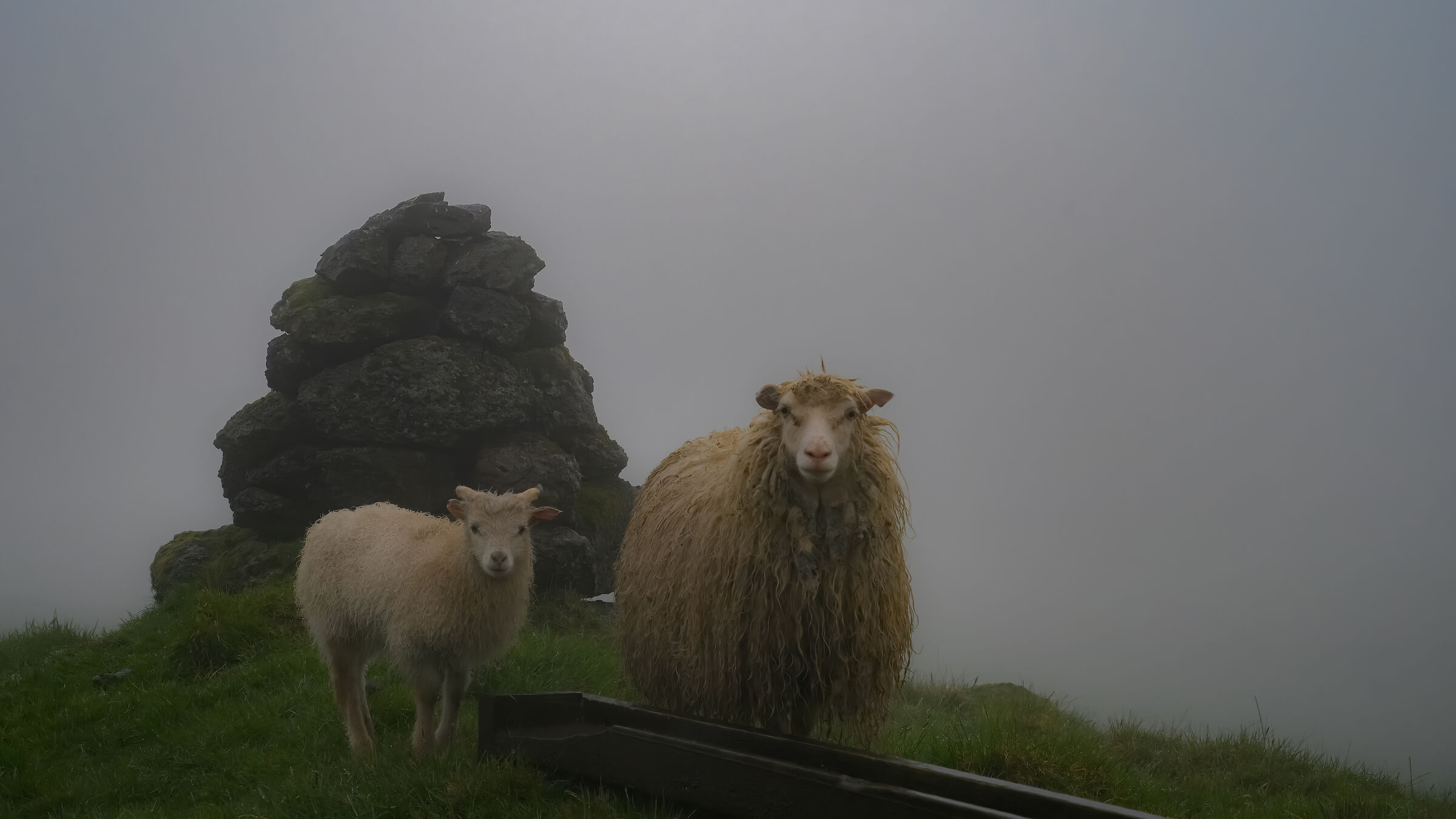 Sheeps in the fog