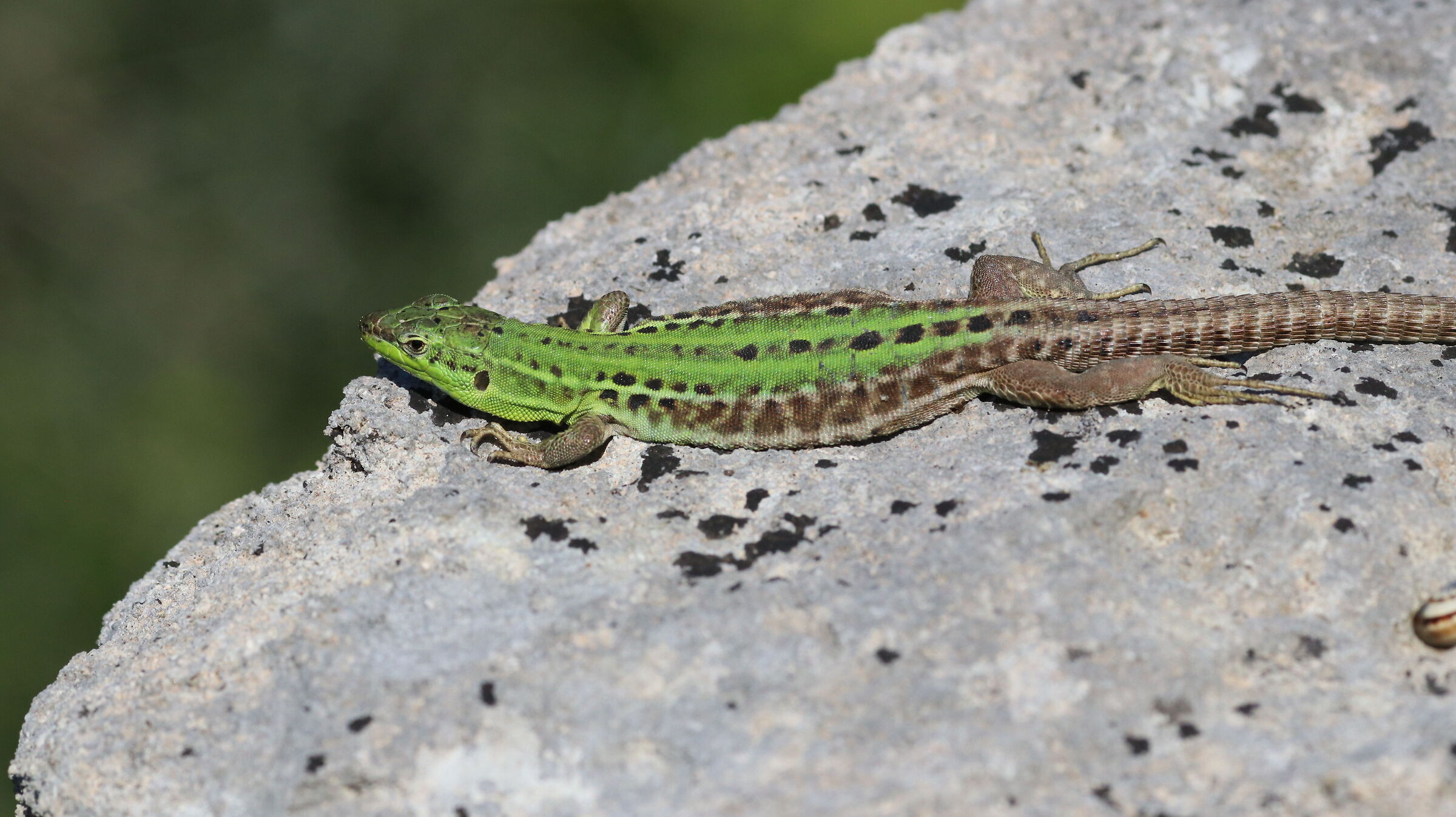 Crop 216, @ " F. 8, 1/ 4 Mila "- Canon 135 F. 2 L,...