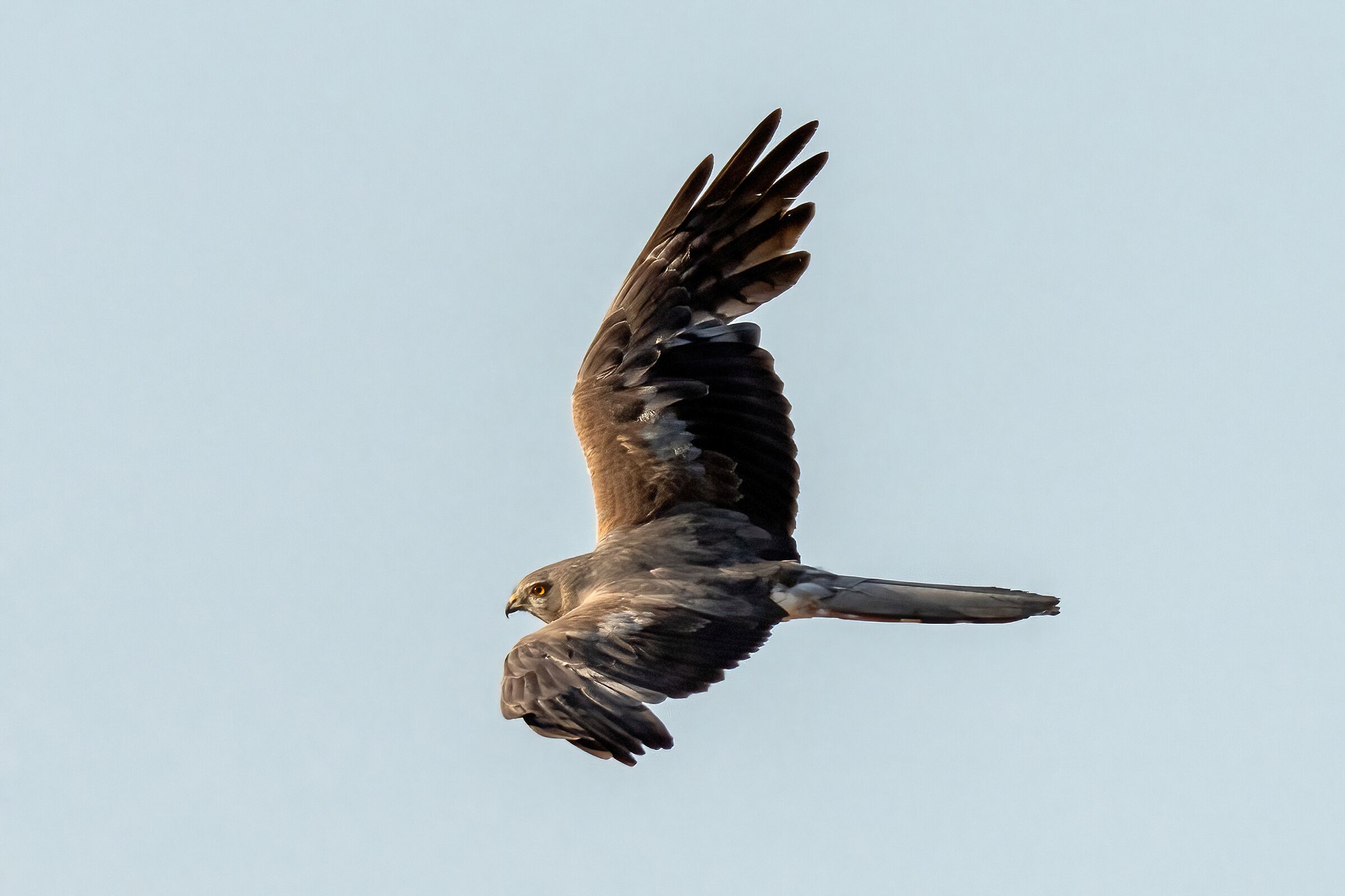 Montagu's Harrier (Circus pygargus)