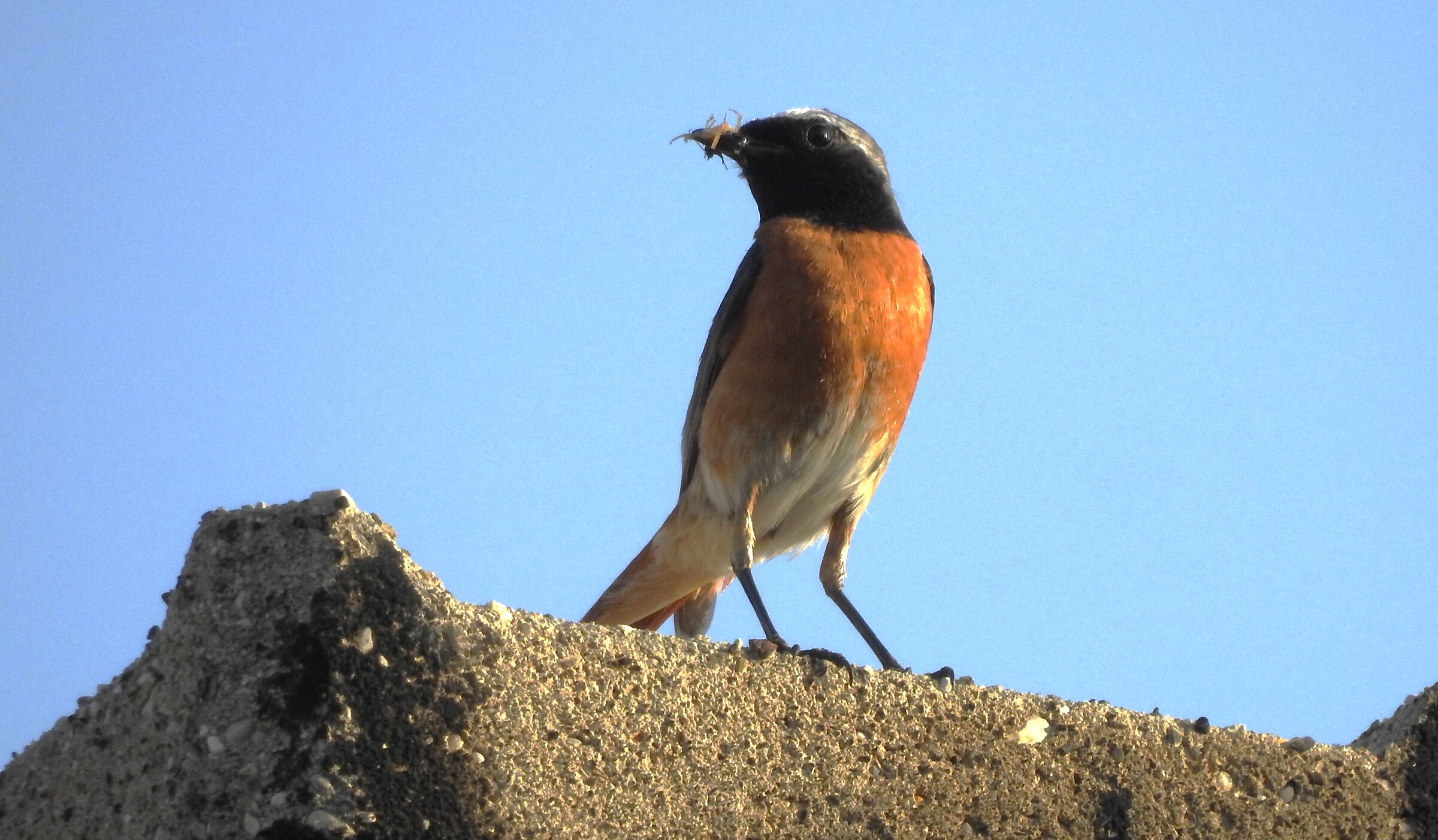 Male Redstart