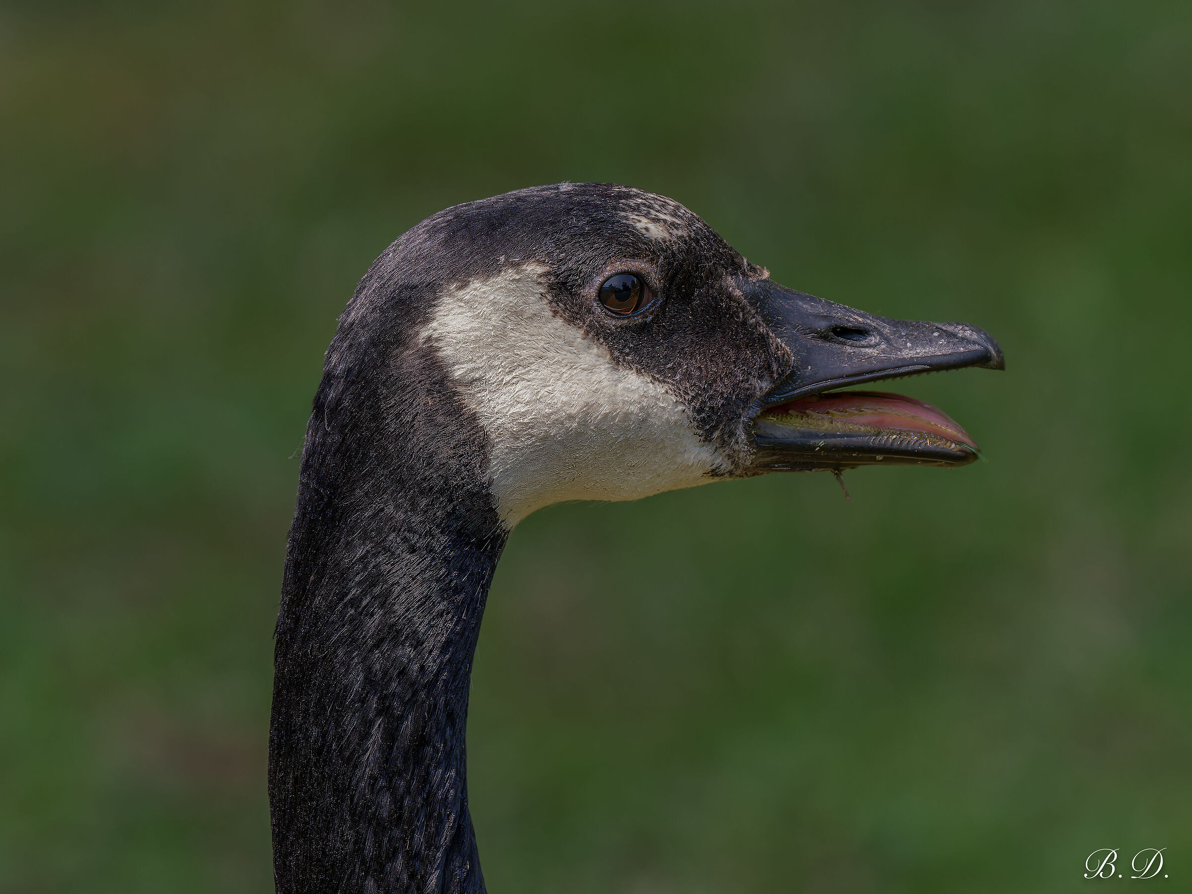 Branta canadensis