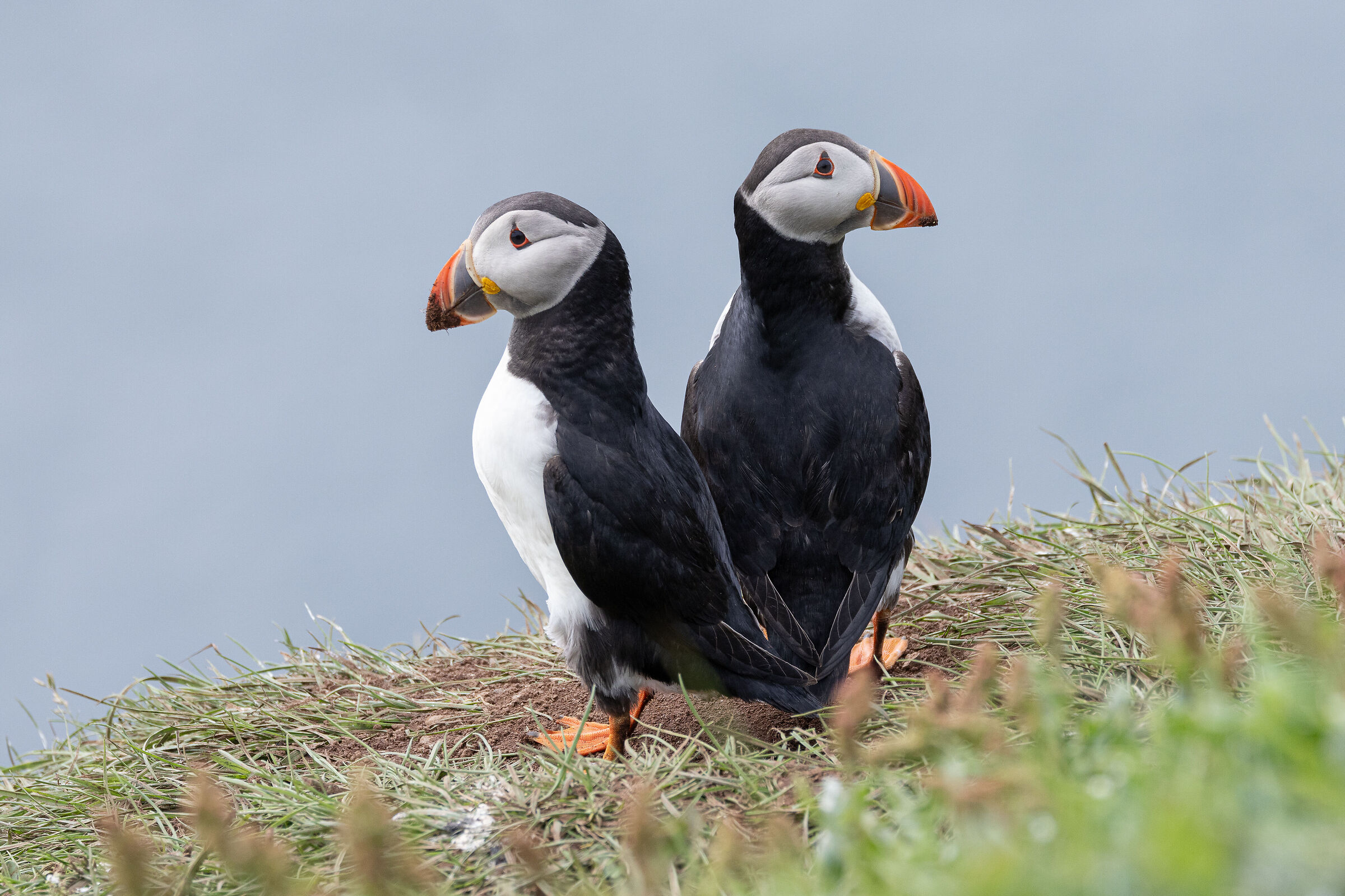 Pulcinella di mare 1