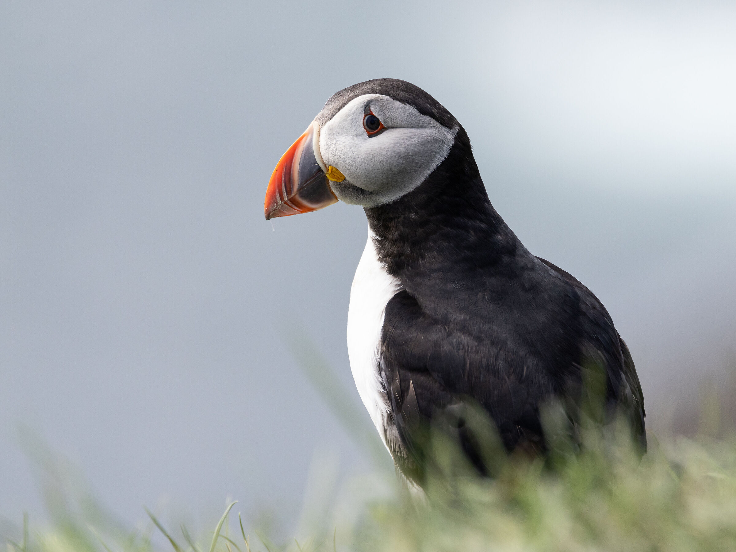 Pulcinella di mare 2