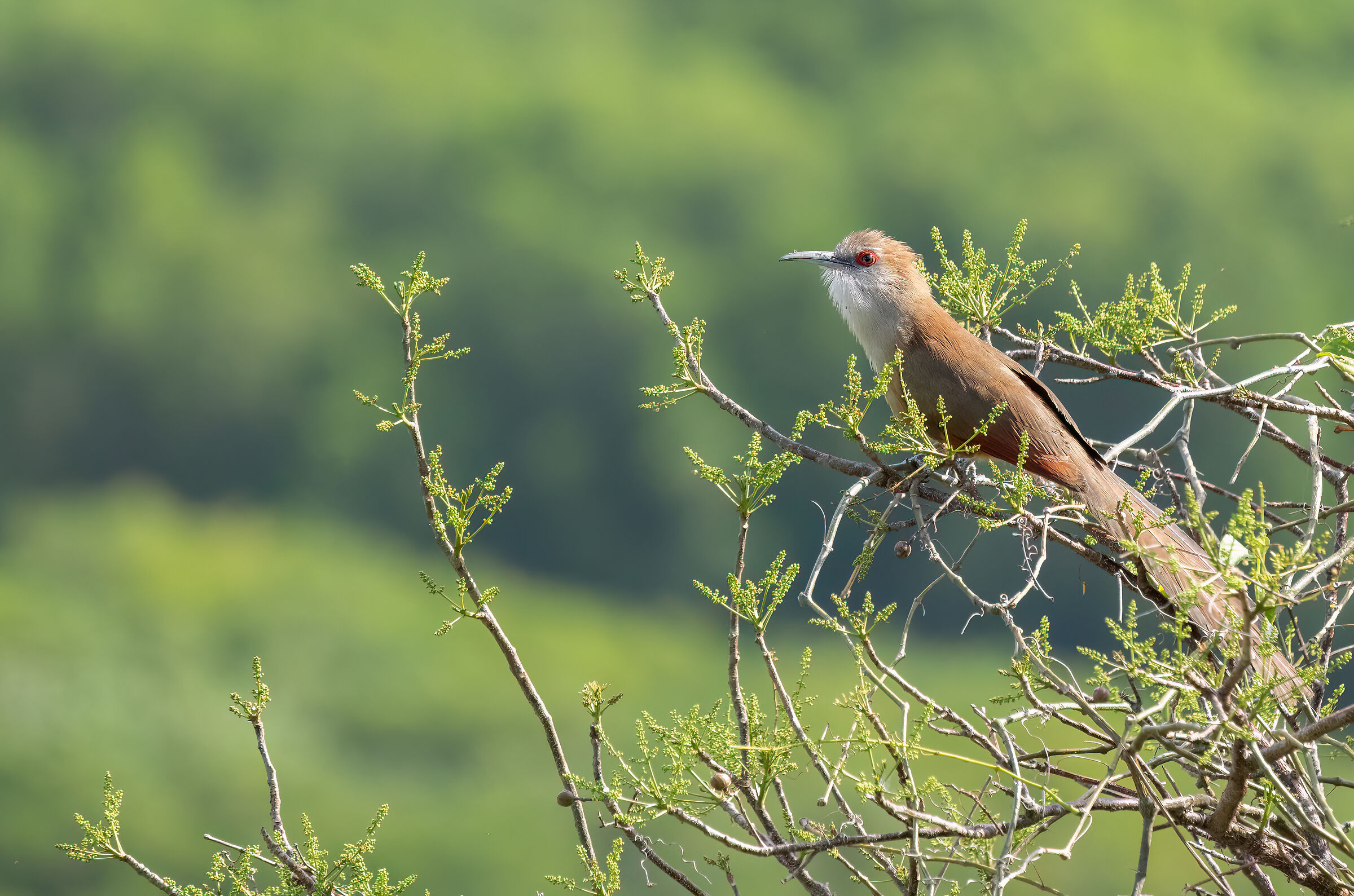 Cuculo lucertola maggiore