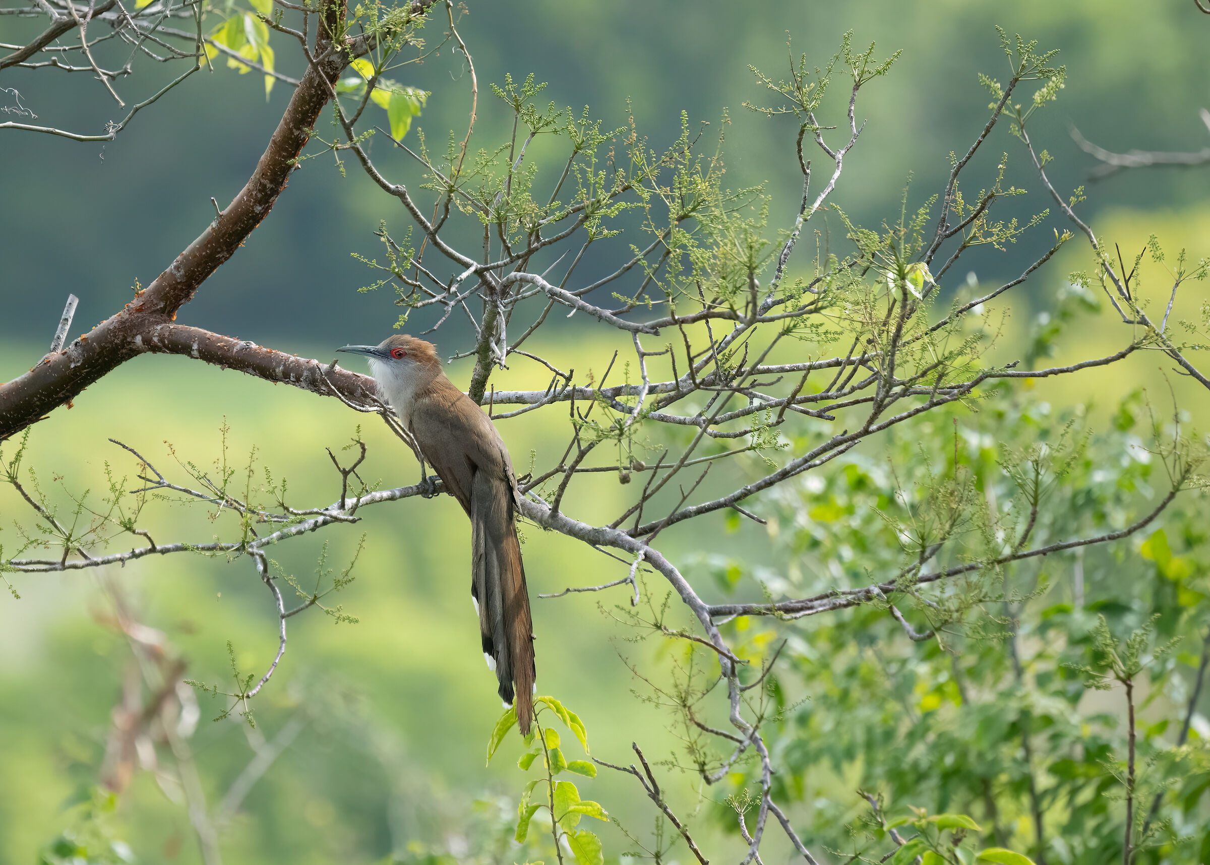 Cuculo lucertola maggiore