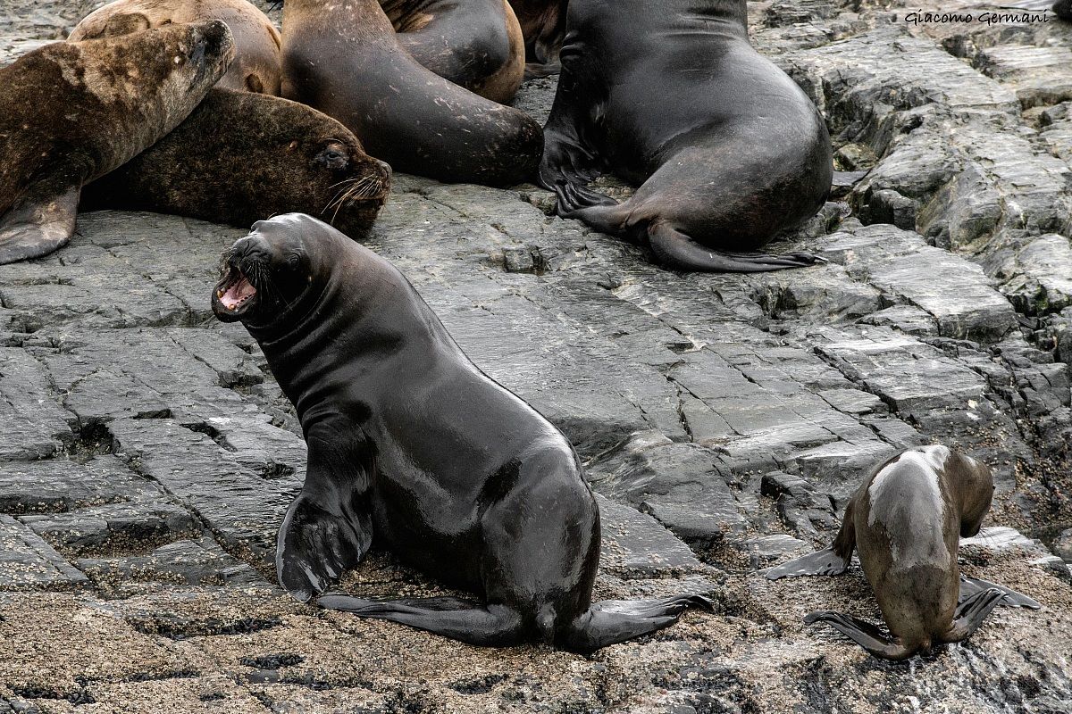 Sea Lion mother and baby ... (Terra de Humos)