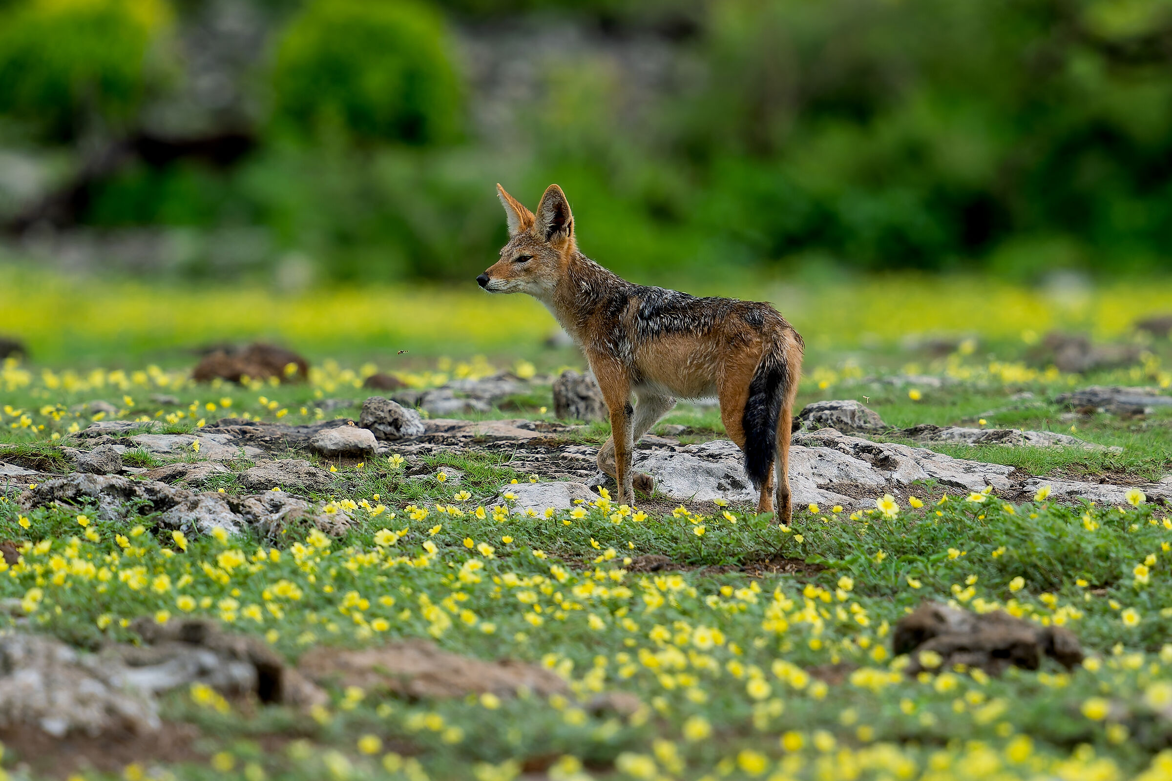 un giallo quello che ha visto