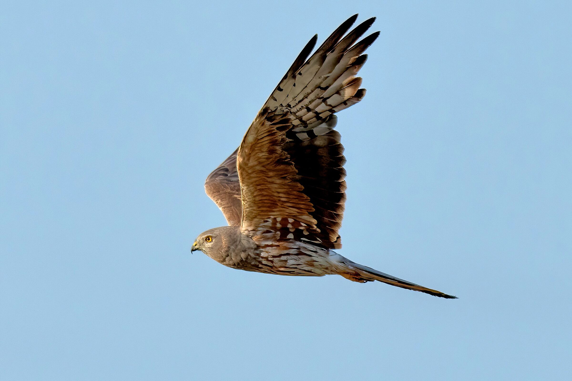 Montagu's Harrier (Circus pygargus)