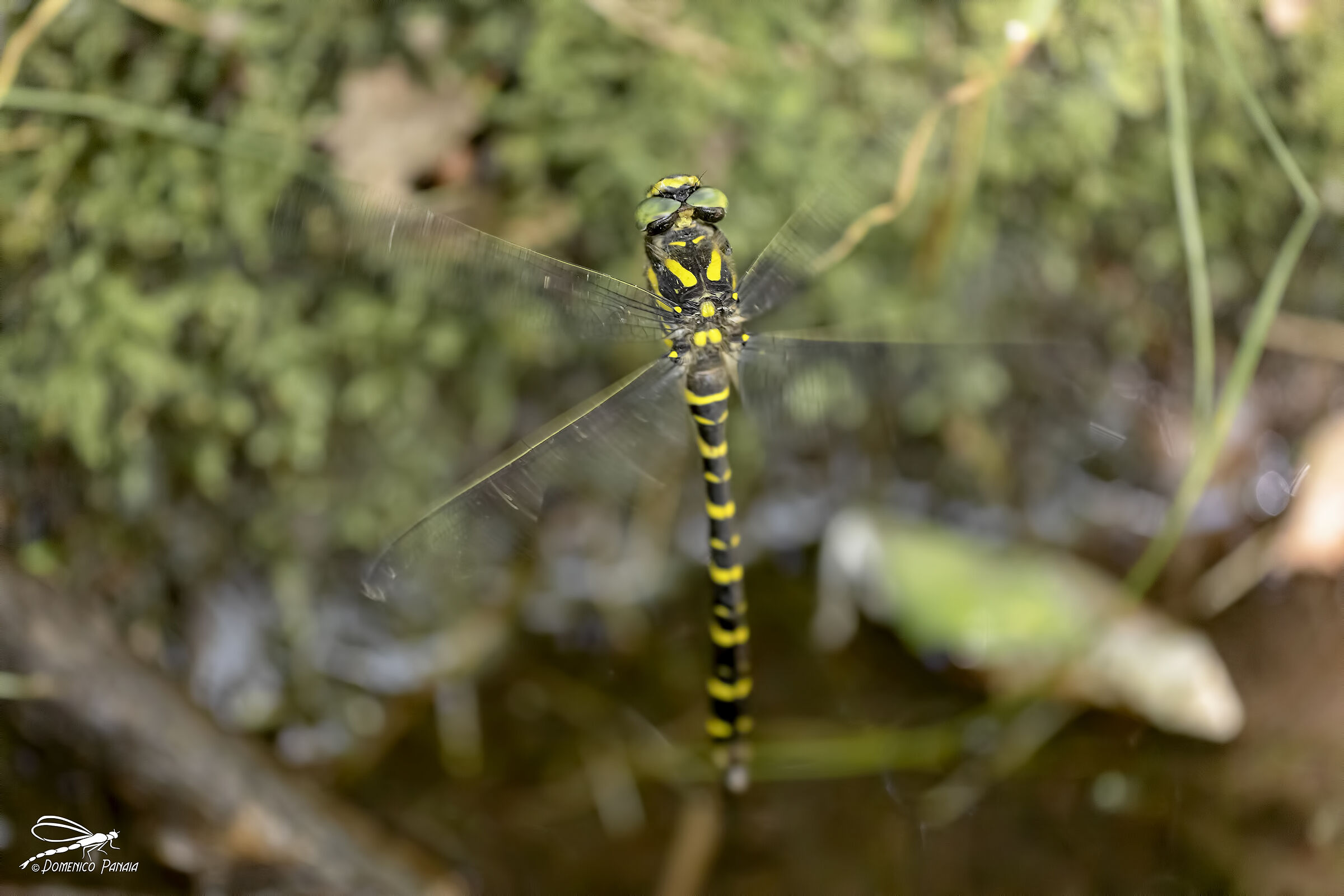 Cordulegaster Boltonii