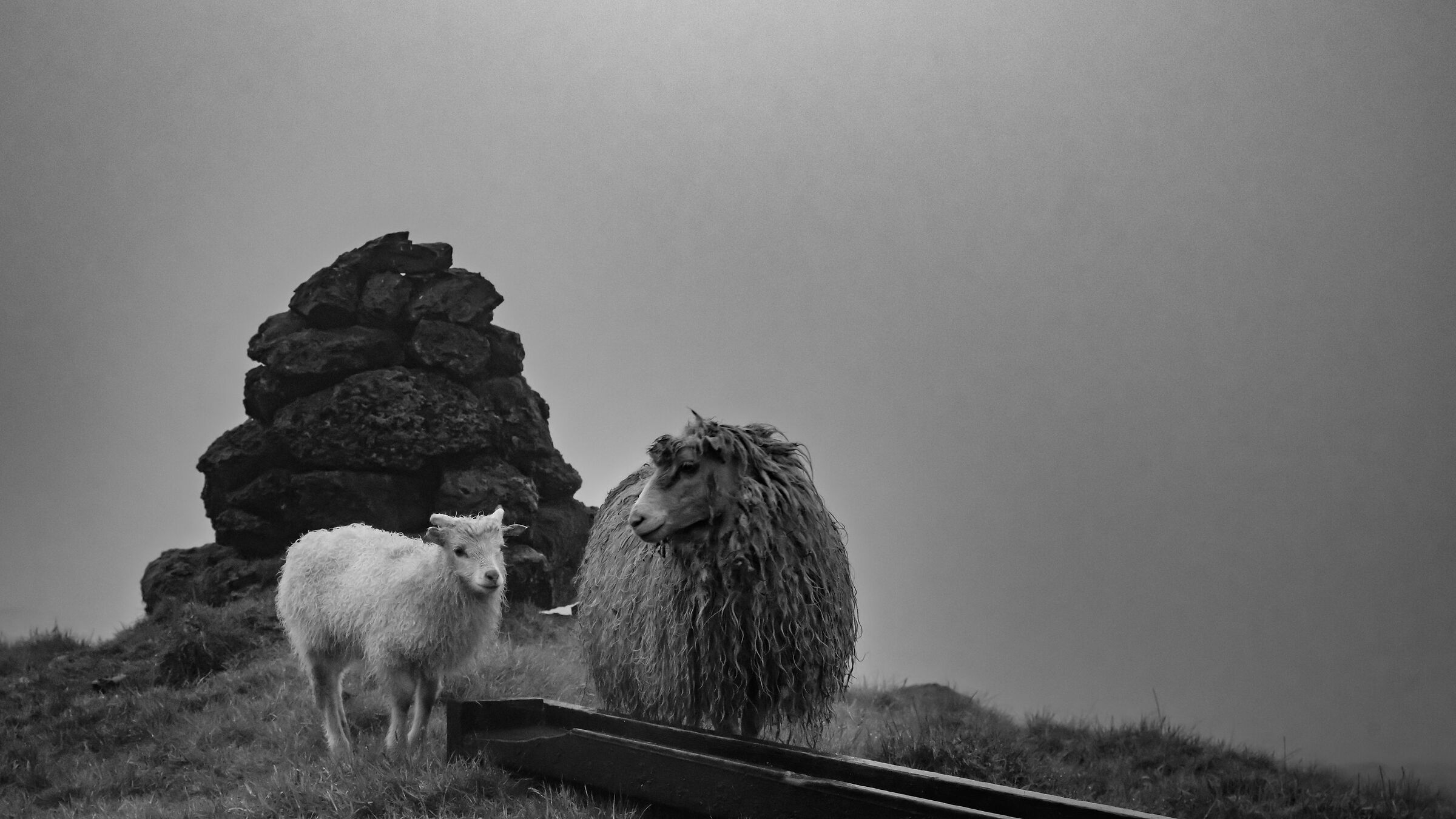 Sheeps in the fog B&W
