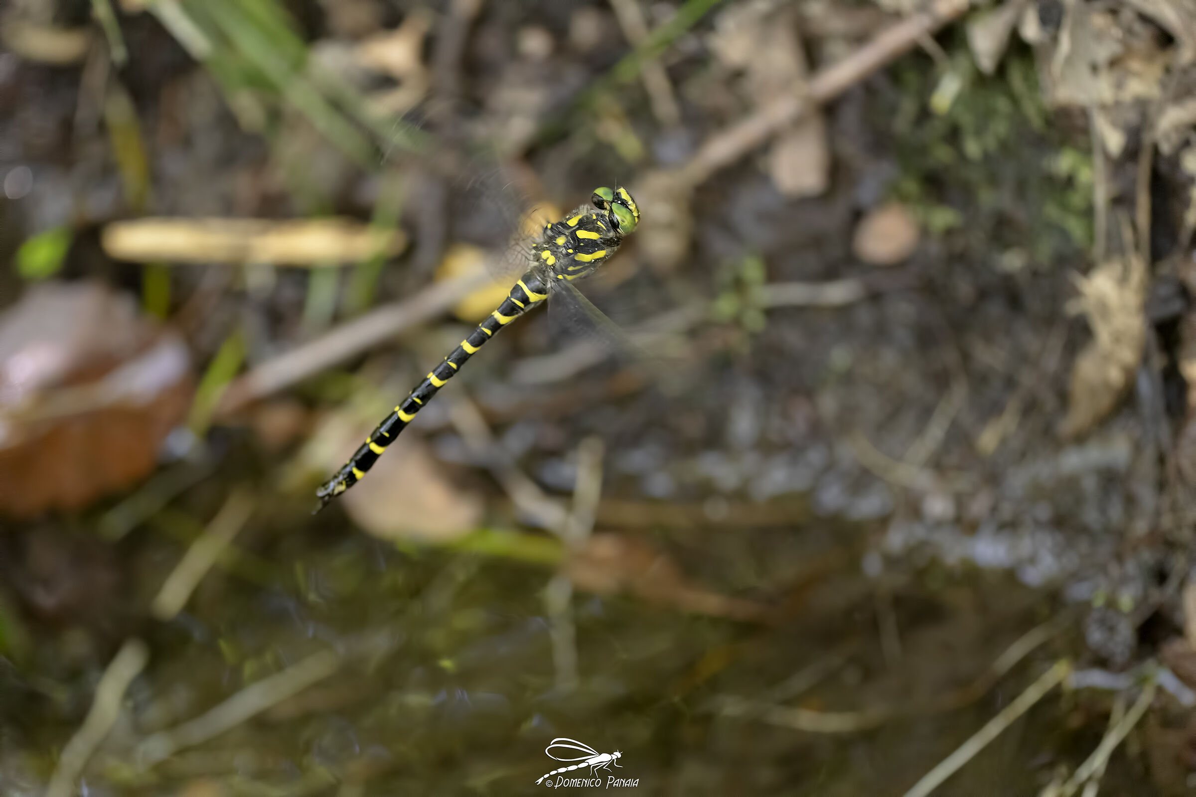 Cordulegaster Boltonii