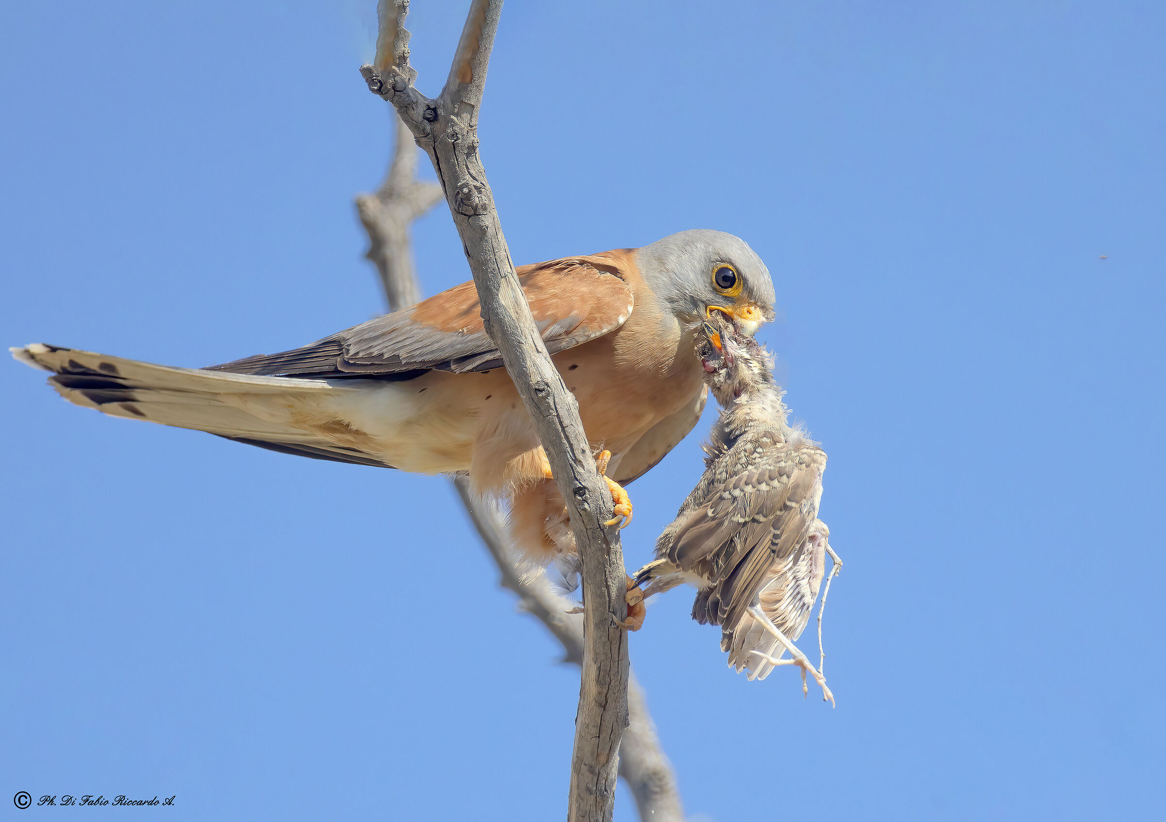 Lesser kestrel with prey (cappellaccia)