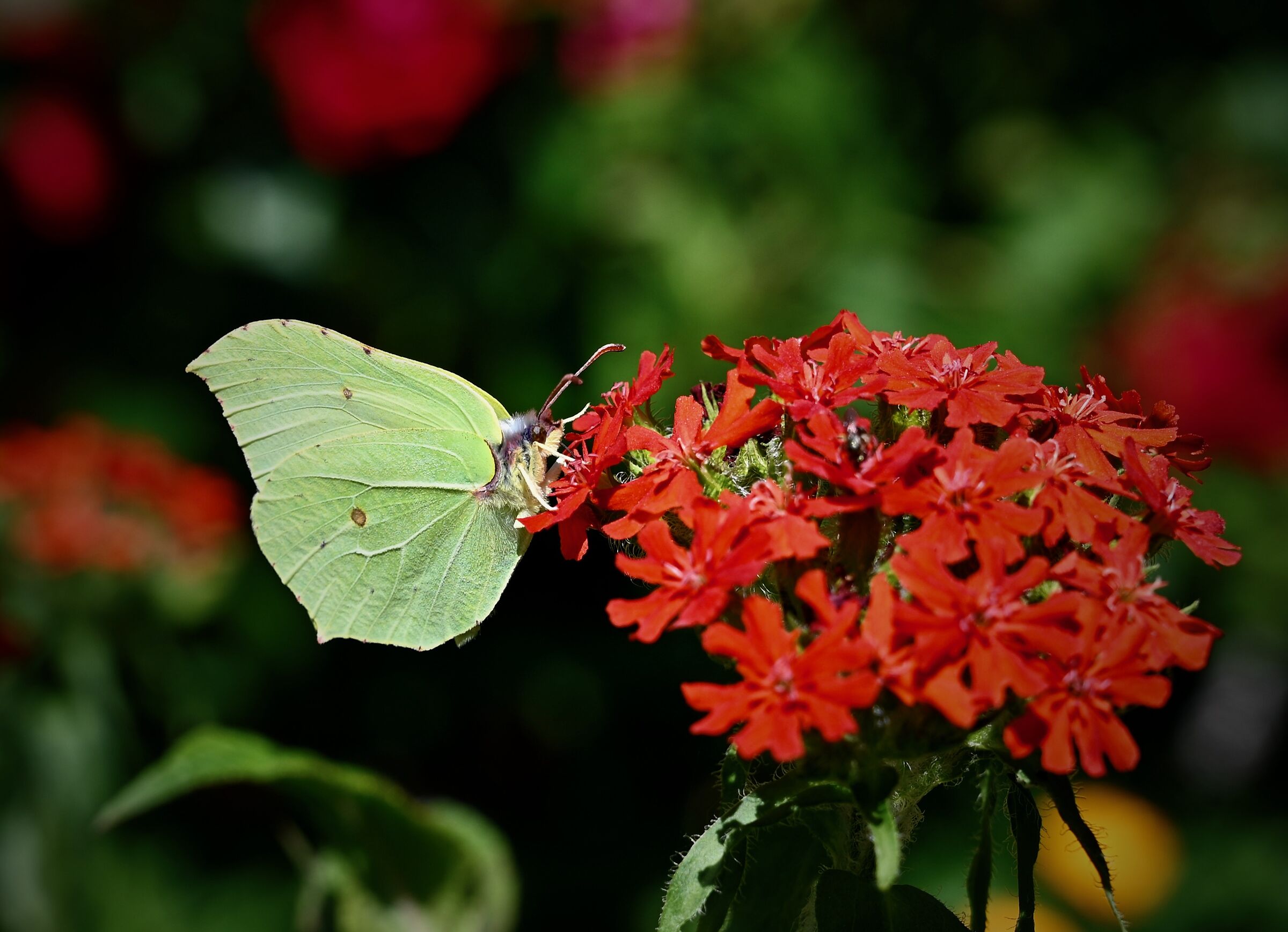 Cedronella al museo al aperto