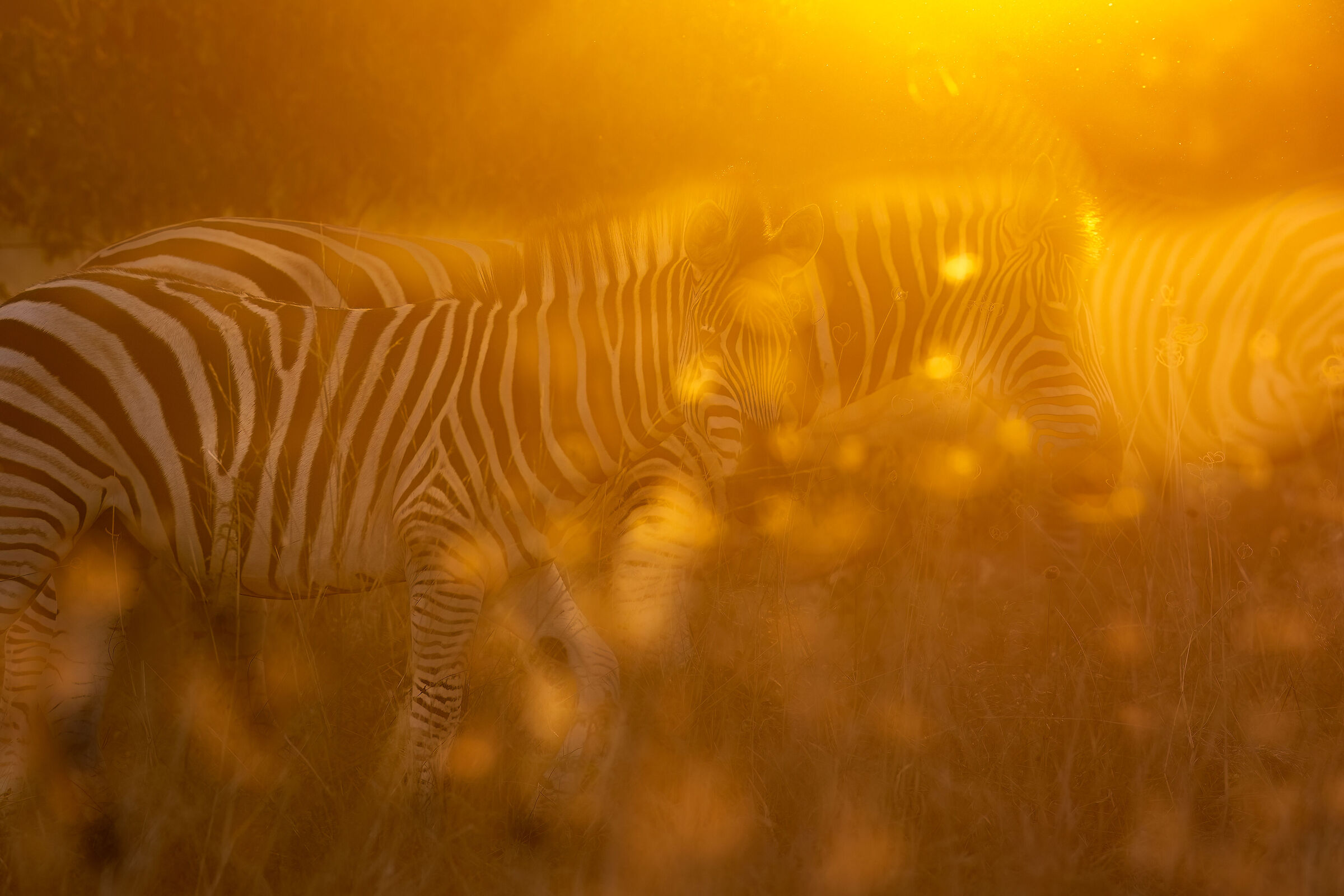 Glowing zebra