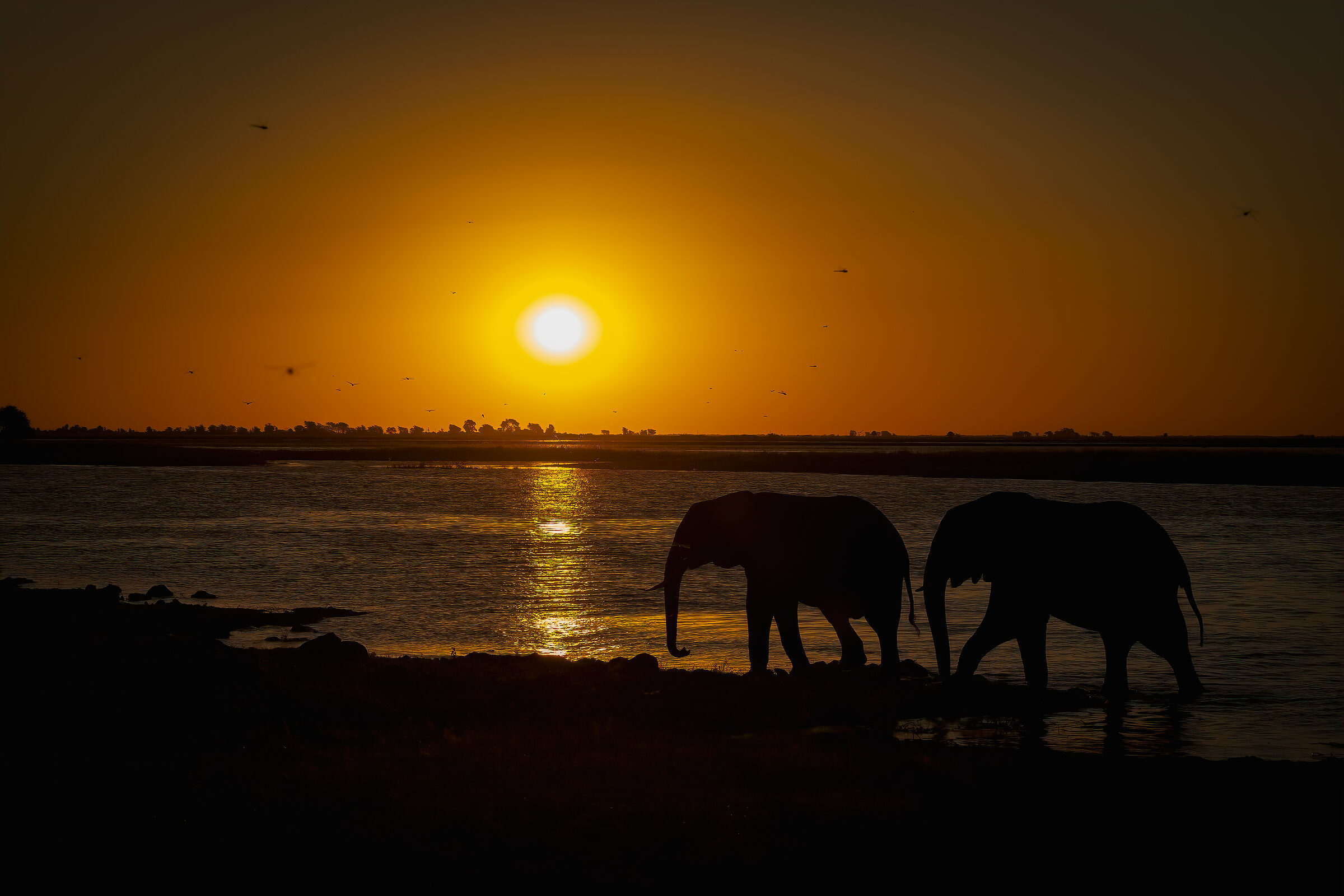 Classic Chobe sunset