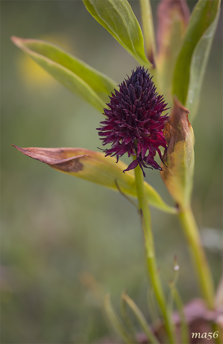 Negritella common