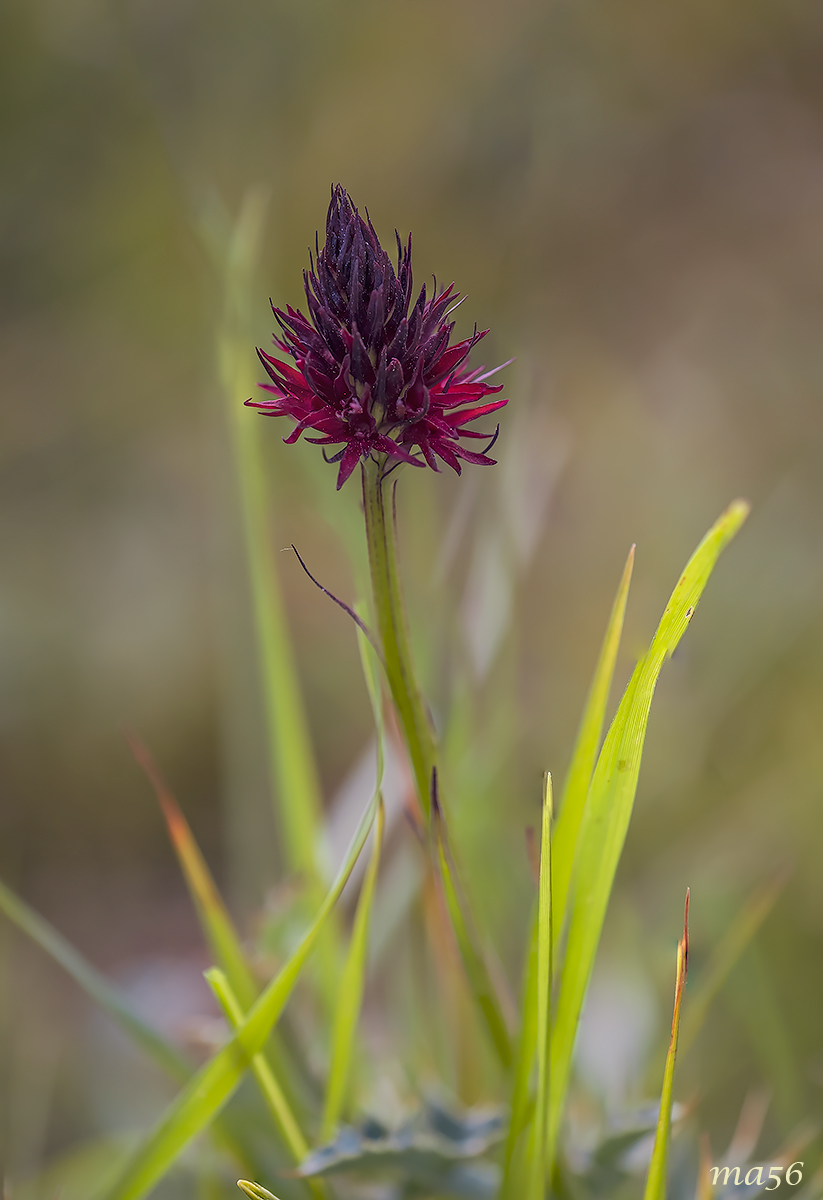 Negritella common
