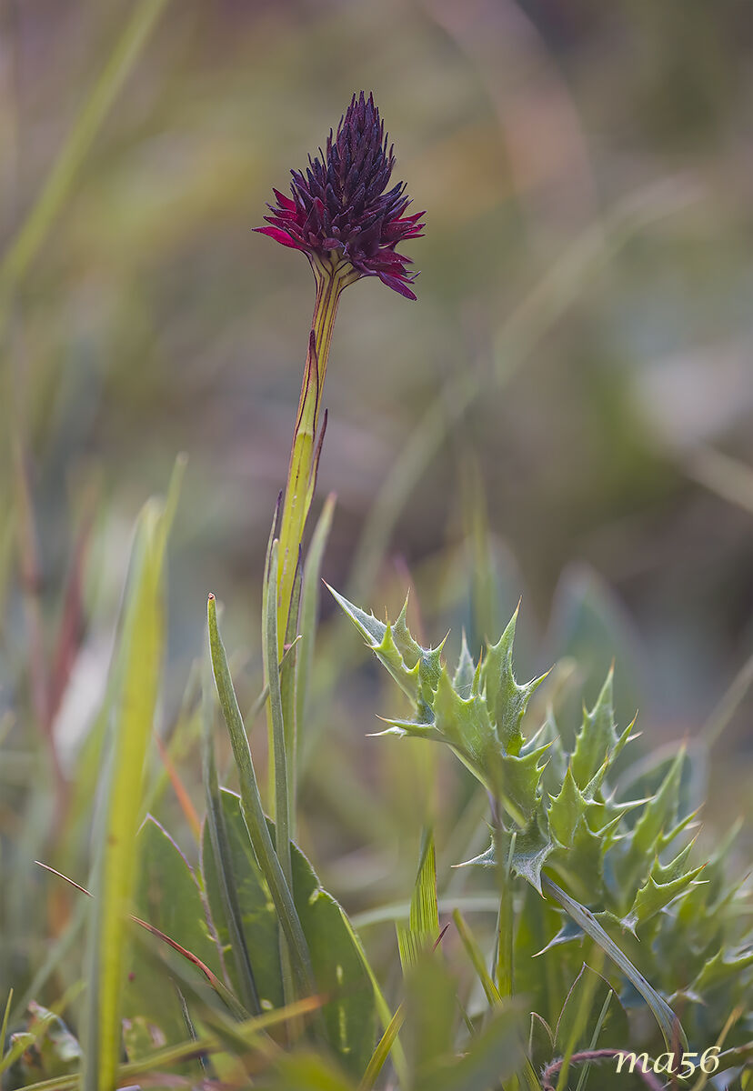 Nigritella nigra