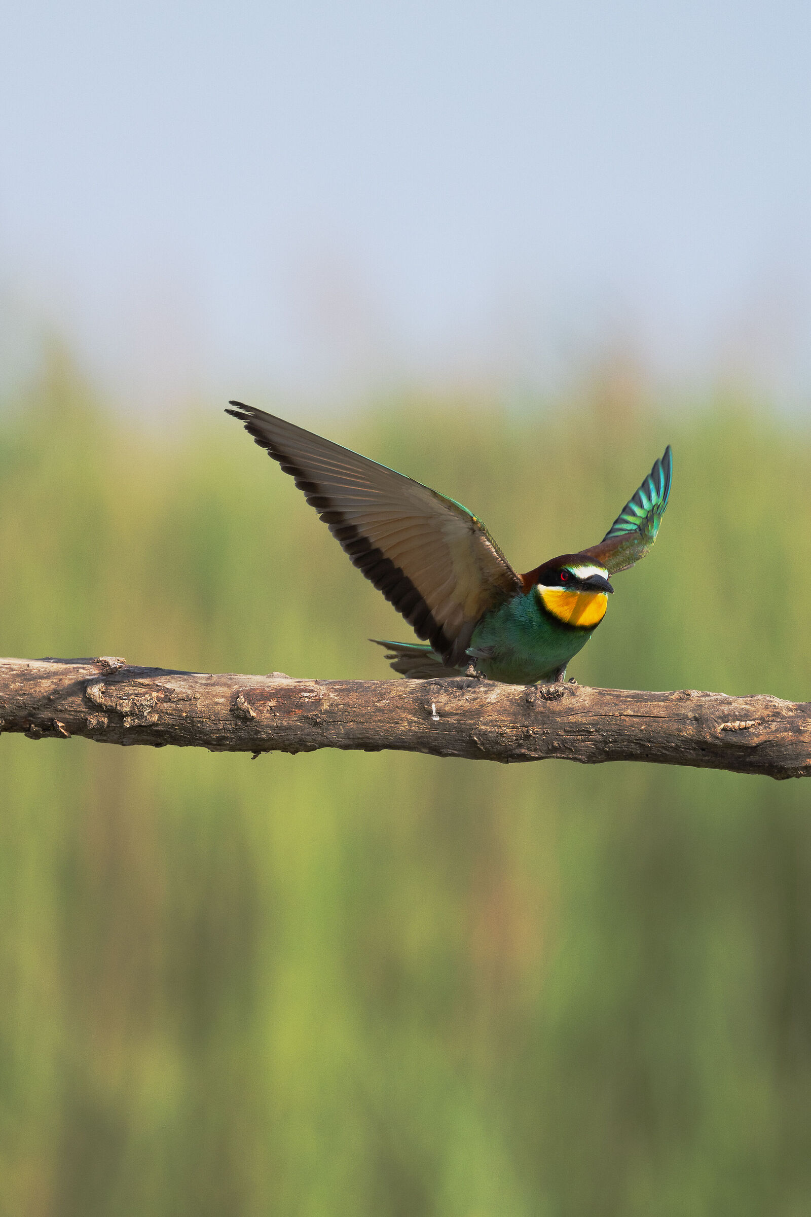 Bee-eater