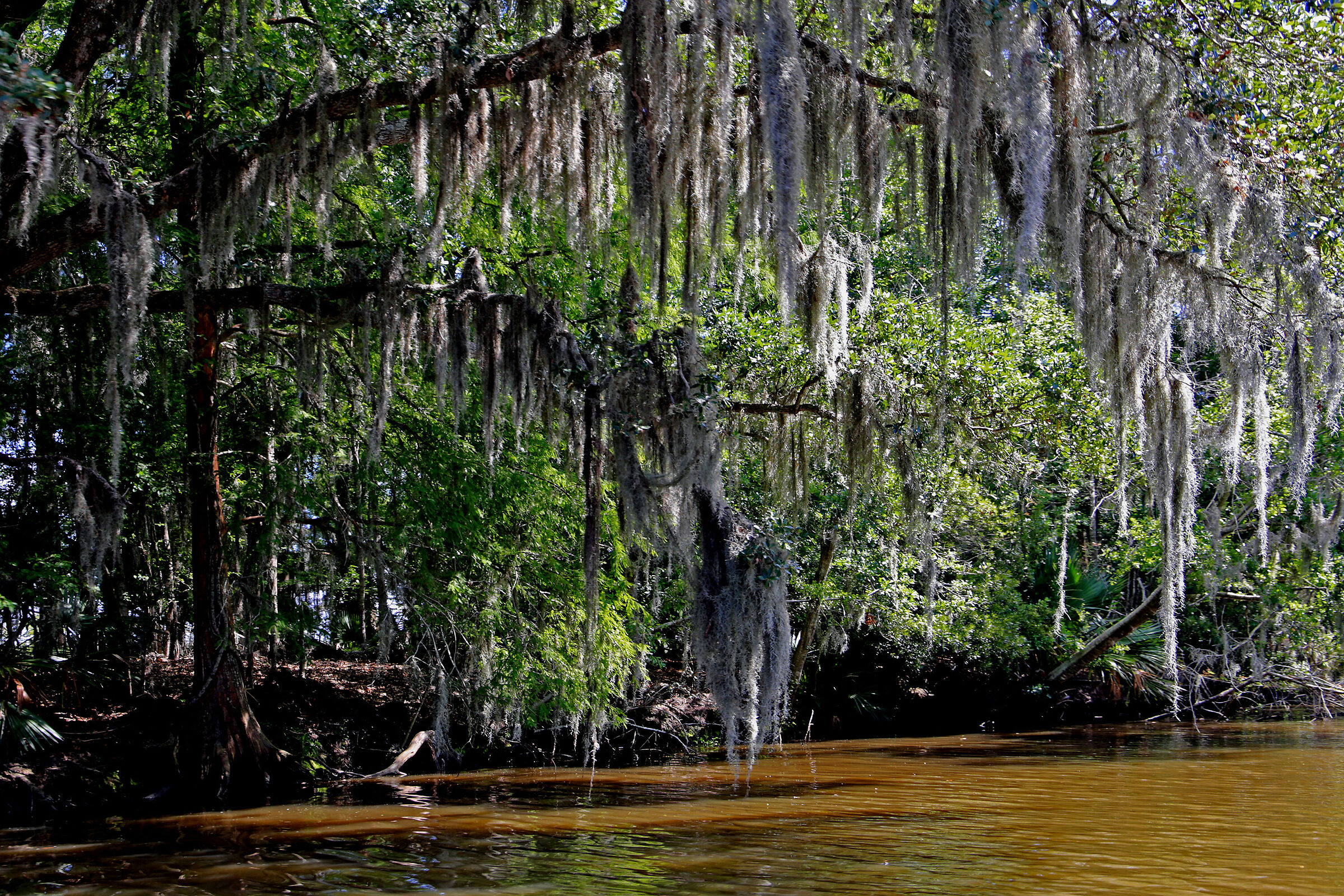 Bayou