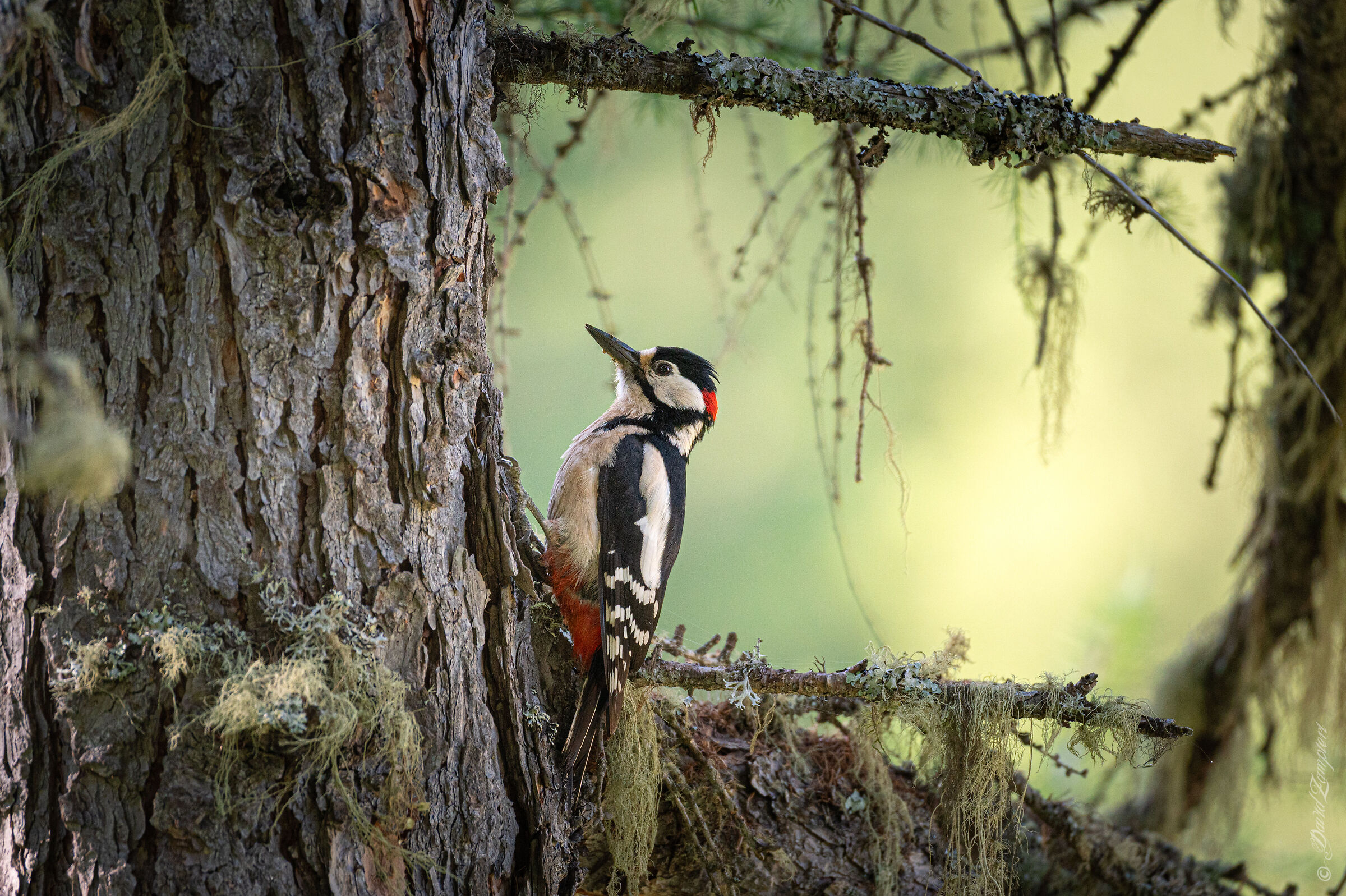 Woodpecker