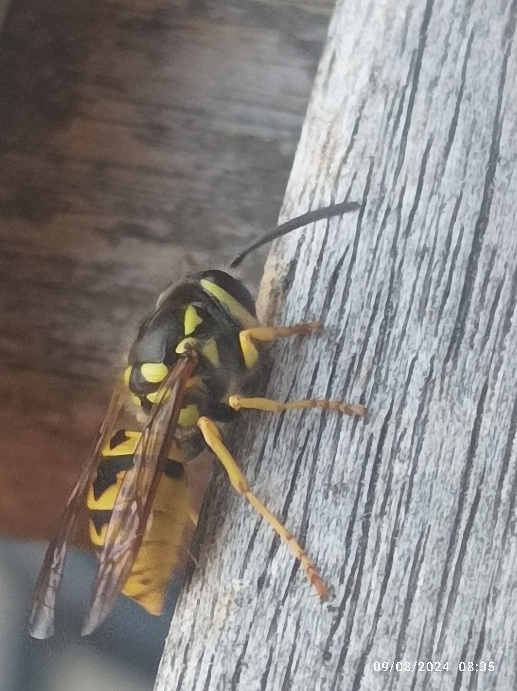 Bee