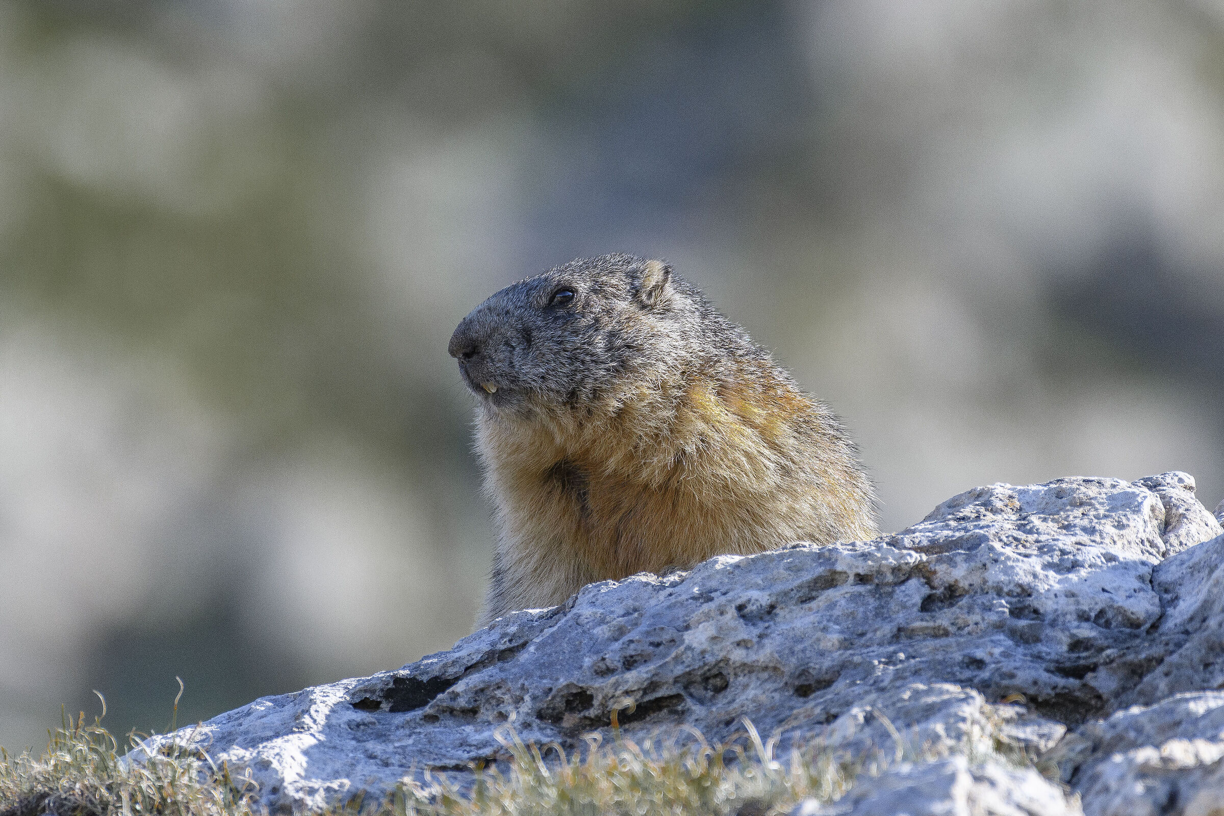 Marmotta