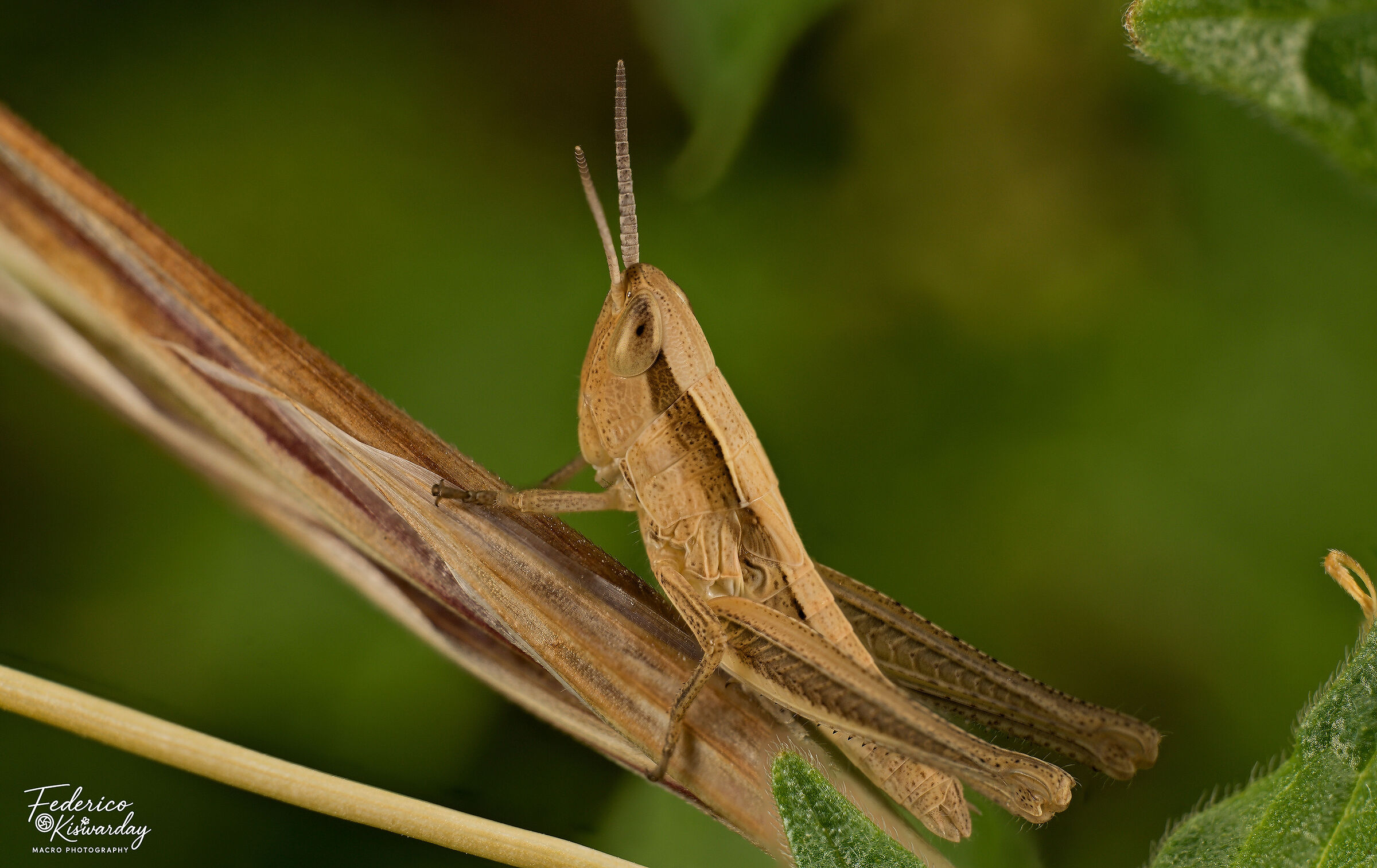 Calliptamus italicus: young grasshopper