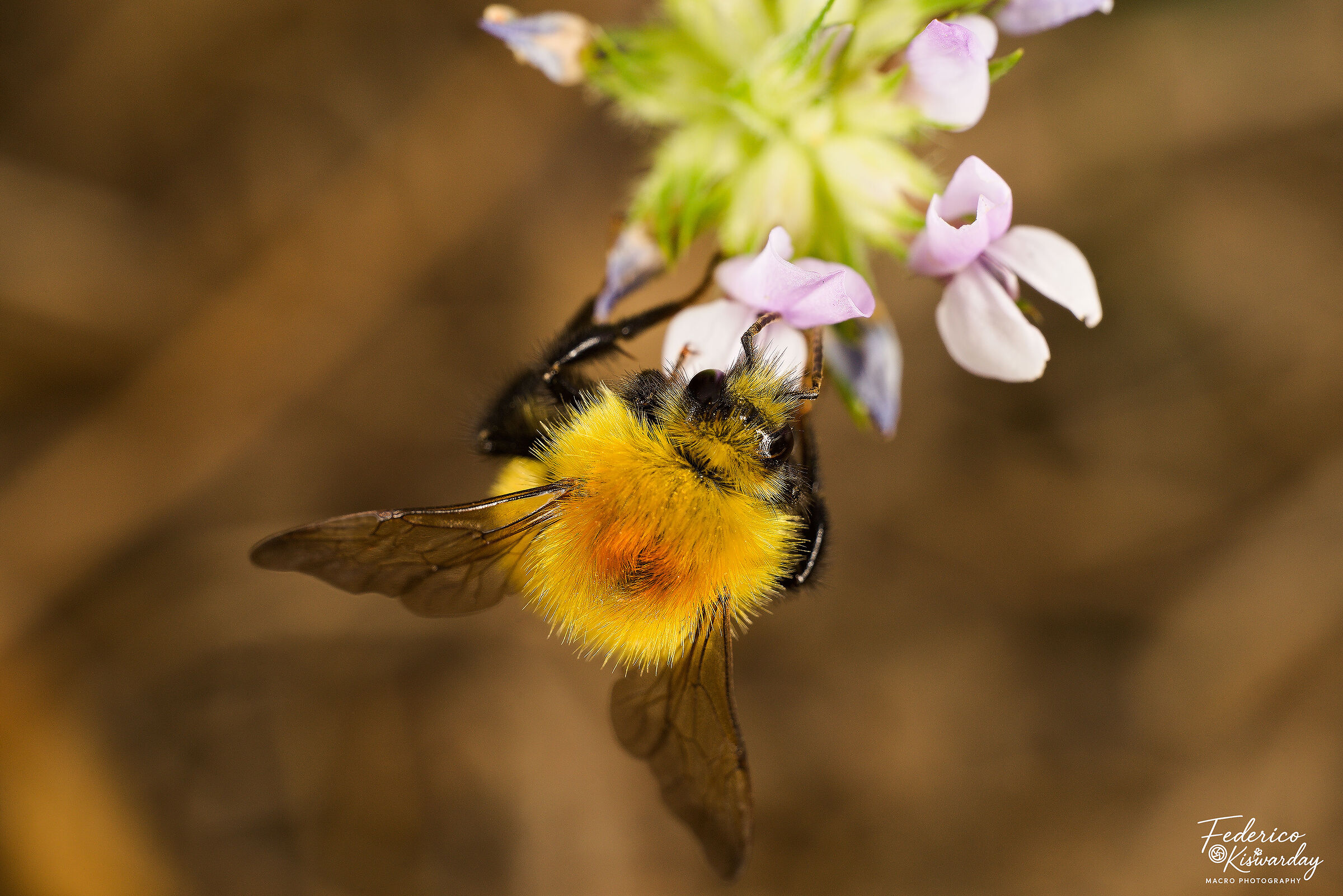 Pasture bumblebee